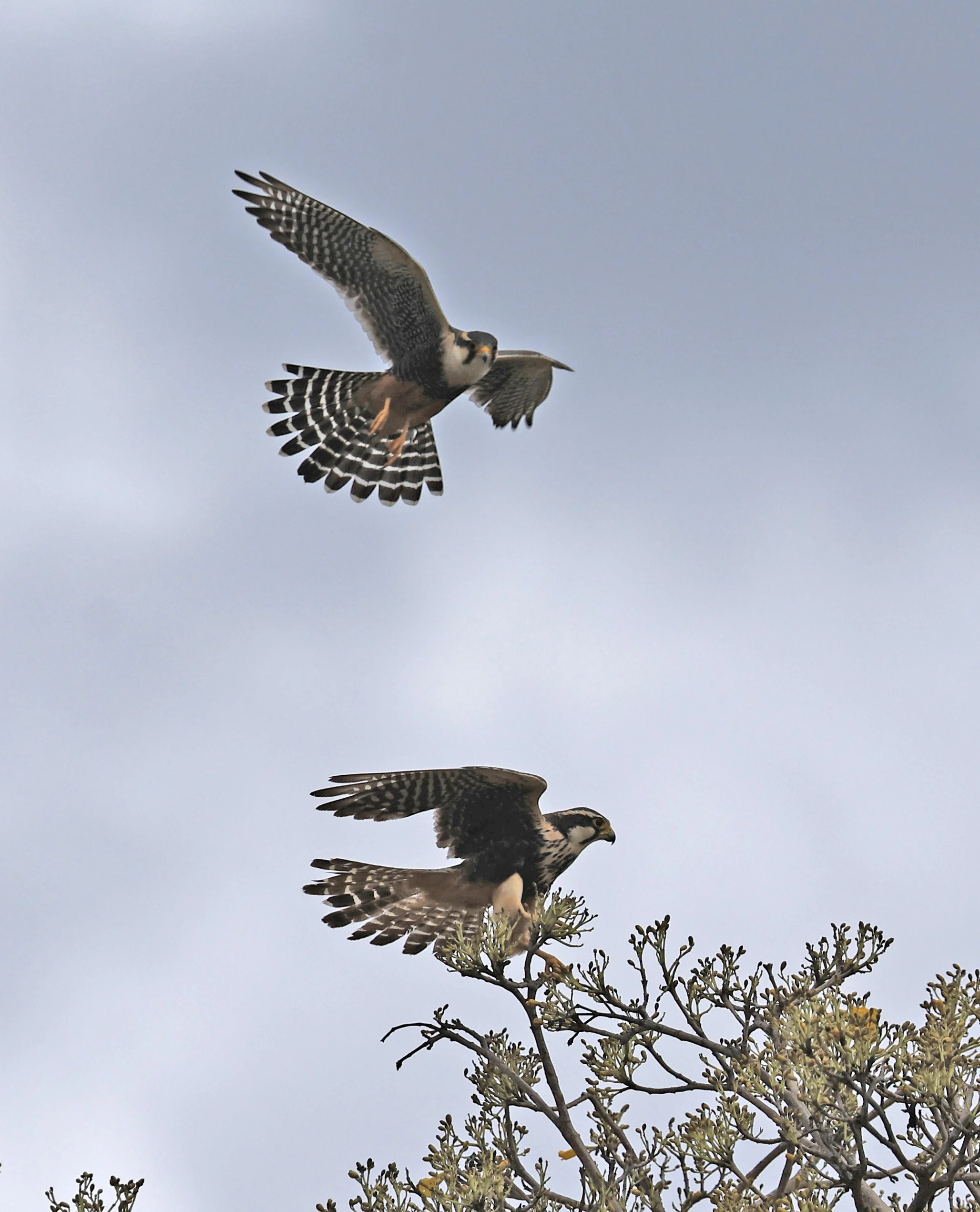 Aplomado Falcon (Falco femoralis) Estancia Campo'i Paraguay (130).jpg