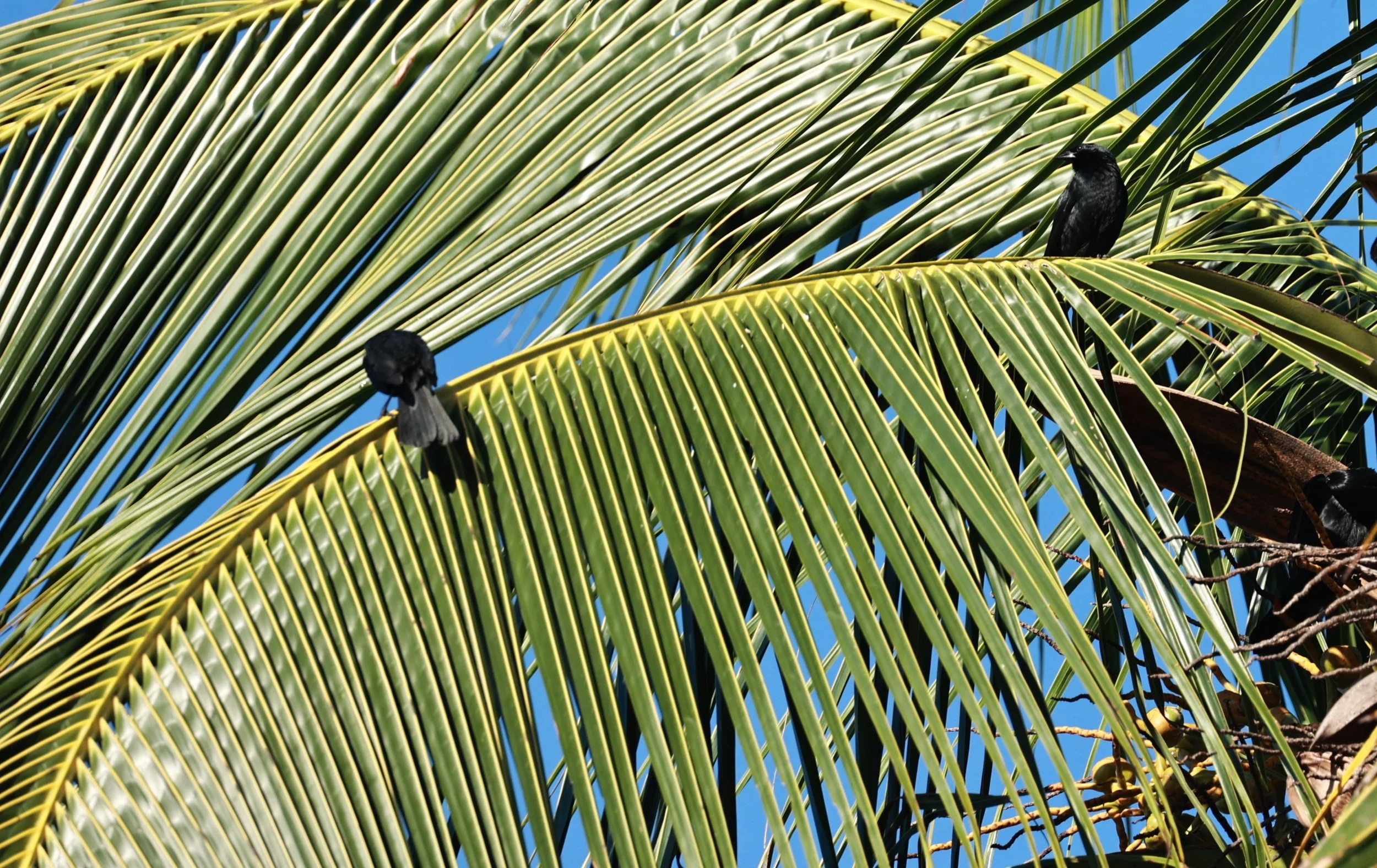 Chopi Blackbird - Gnorimopsar chopi - Illeus, Bahia Brazil, Una Township Area 