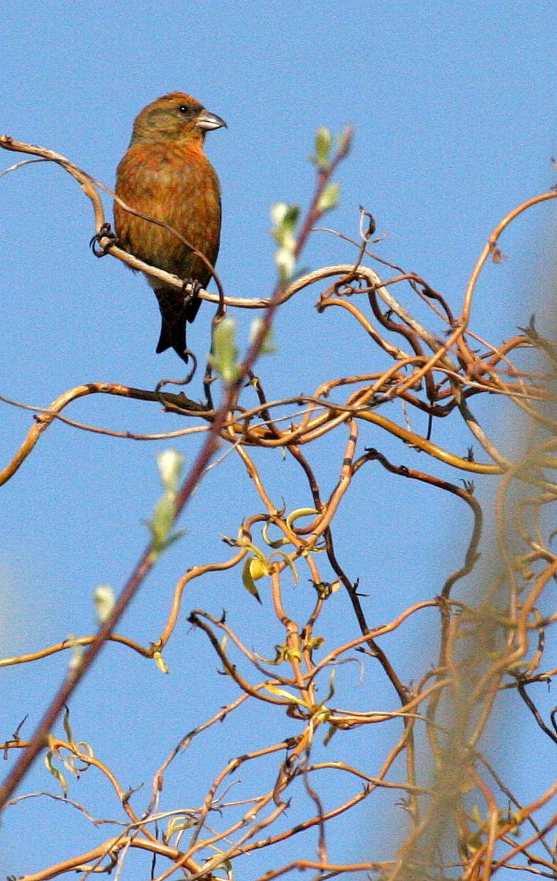 Red or Common rCossbill (Loxia curvirostra) Lake Farm, Olympic Peninsula Washington (2).JPG