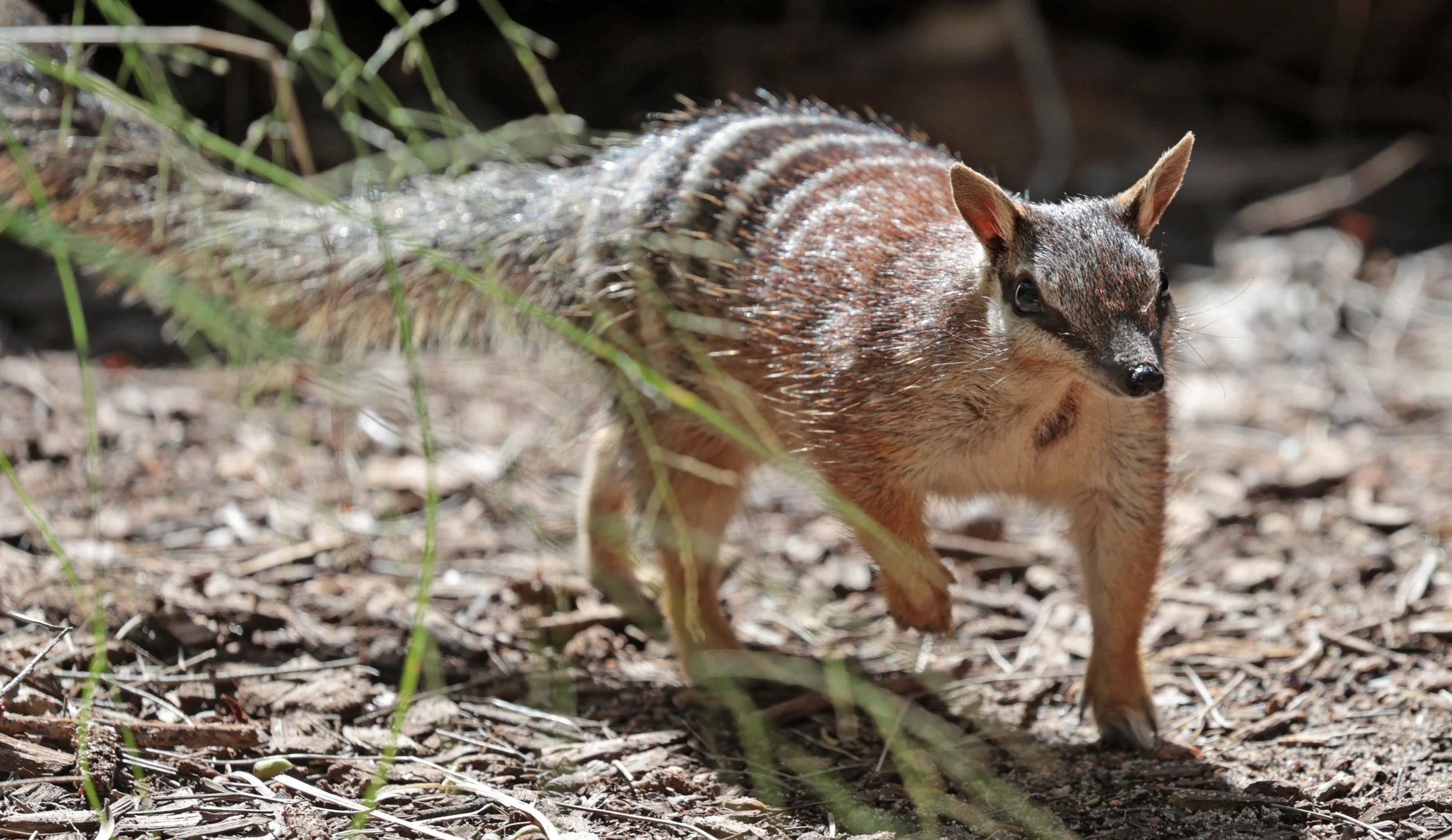 Numbat (Myrmecobius fasciatus) Dryandra NP - Western Australia 