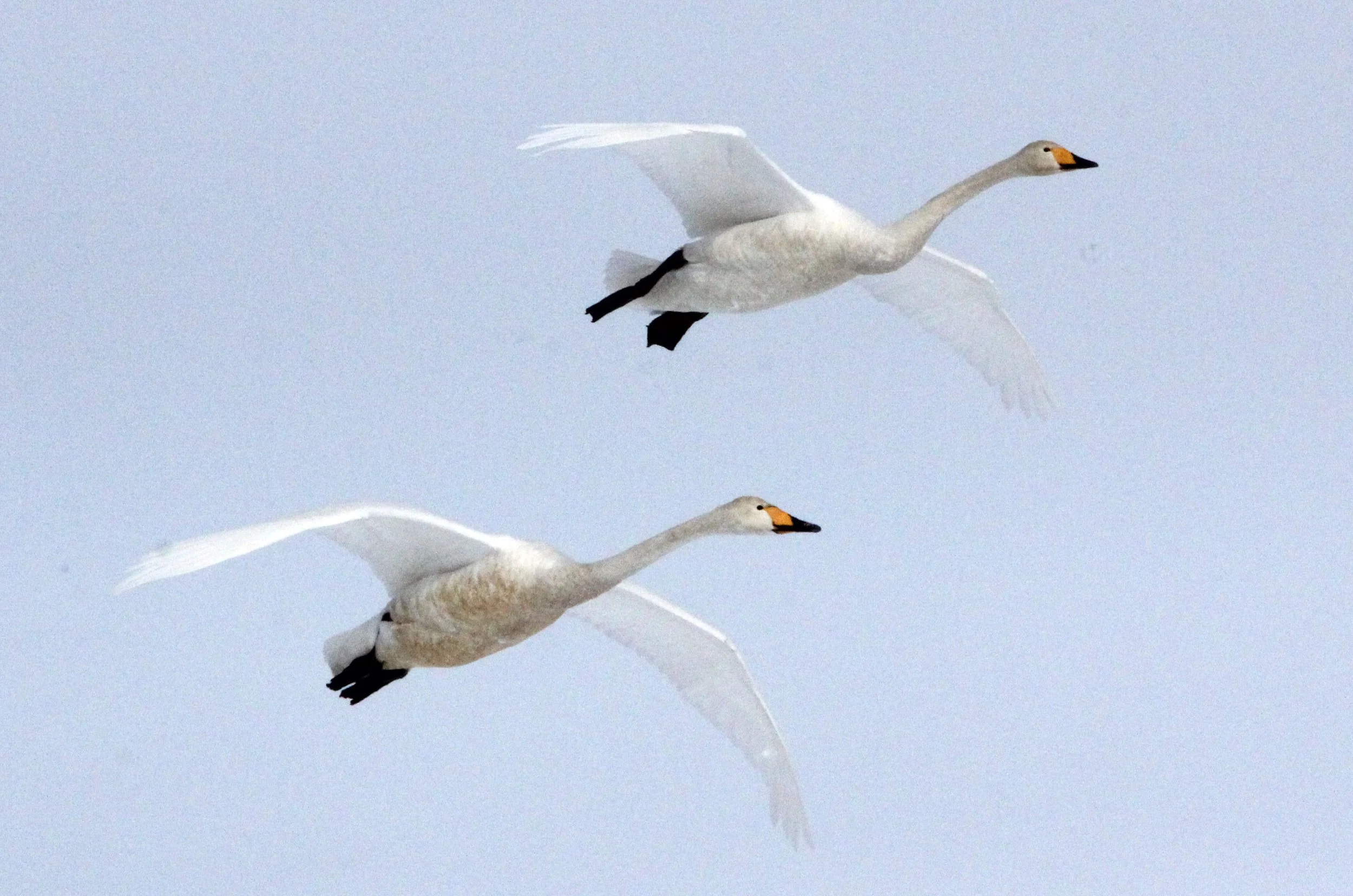 SWAN - WHOOPER SWAN - Cygnus cygnus - AKAN INTERNATIONAL CRANE CENTER - HOKKAIDO JAPAN (65).JPG