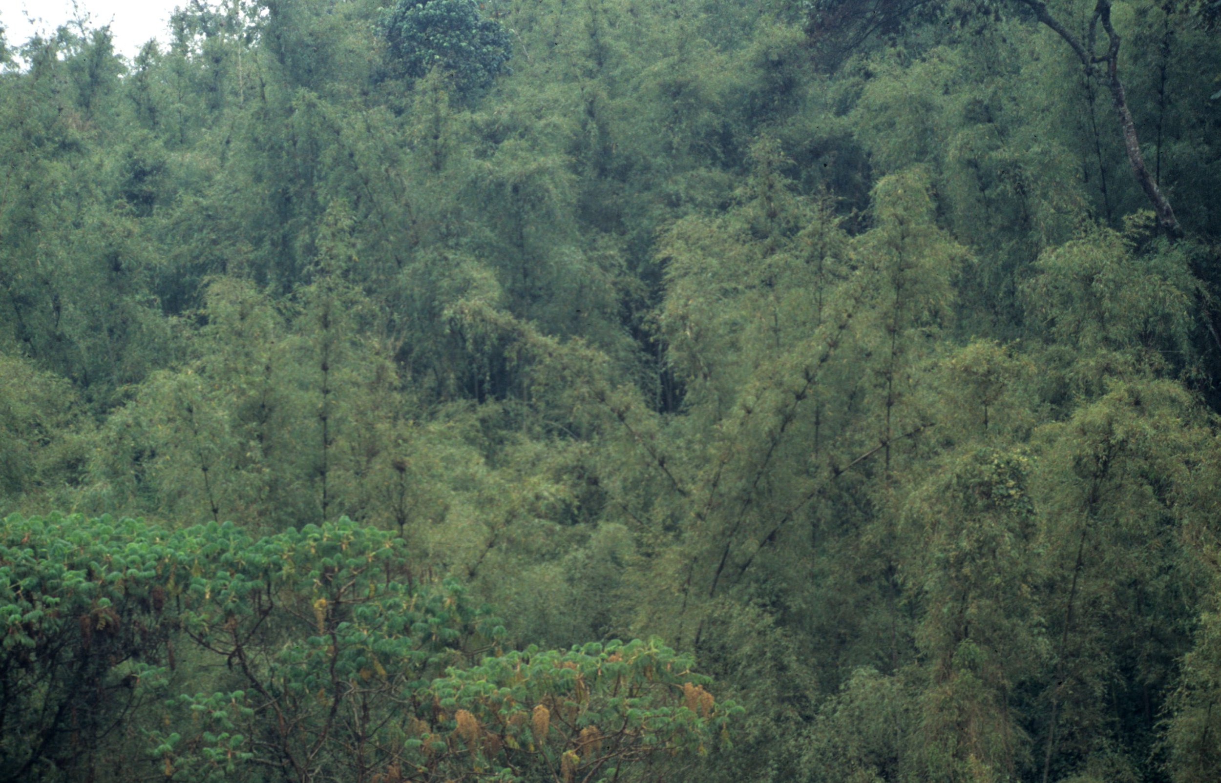 RWANDA - BAMBOO FOREST.jpg