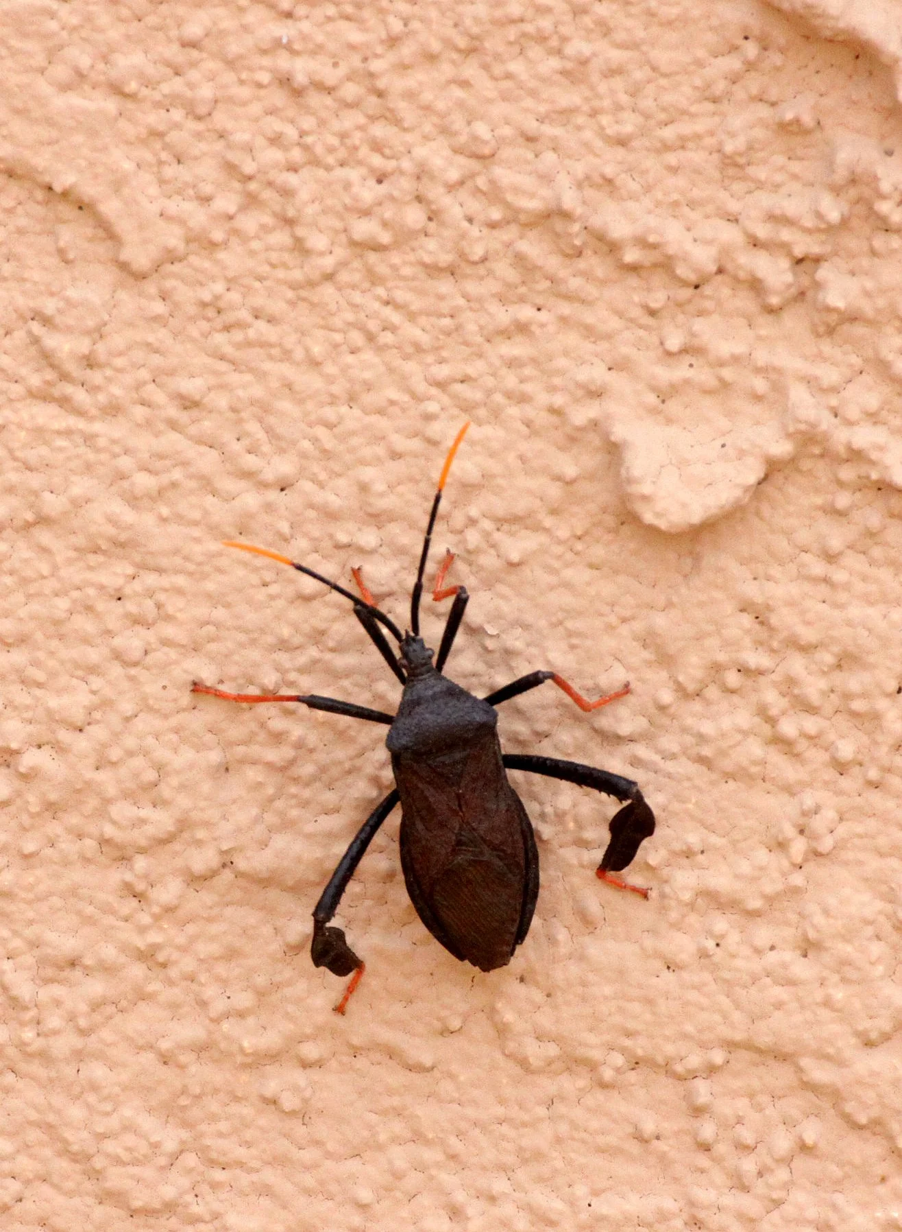 Coreidae - Dripping Springs New Mexico