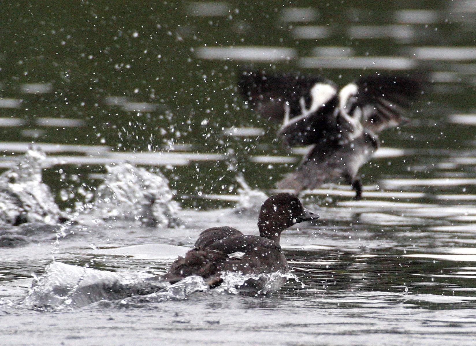 BIRD - DUCK - GOLDENEYE  BUCEPHALA CLANGULA - LEMMONJOKI NP FINLAND (2).jpg