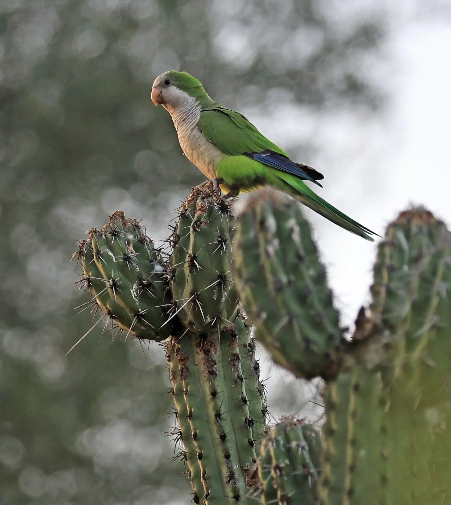 Monk Parakeet (Myiopsitta monachus)