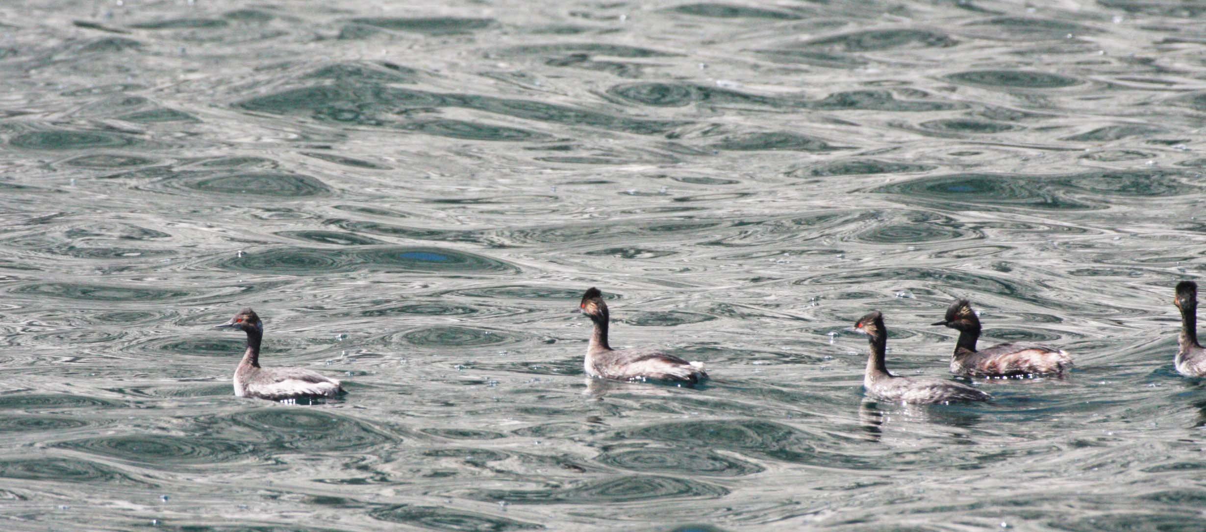 Eared Grebe (Podiceps nigricollis) Isla Santa Catalina Baja Mexico (6).JPG