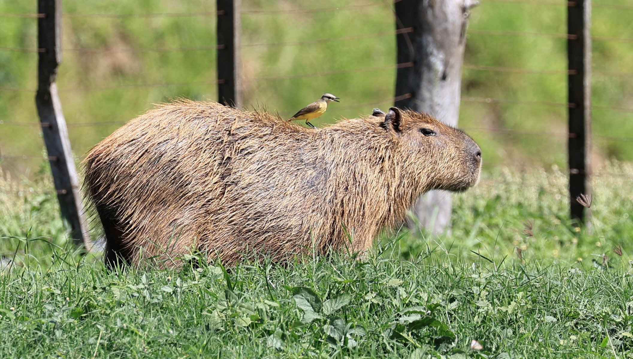 Capybara (Hydrochoerus hydrochaeris) Loma Plata Paraguay - Brunnen Strasse (4).jpg