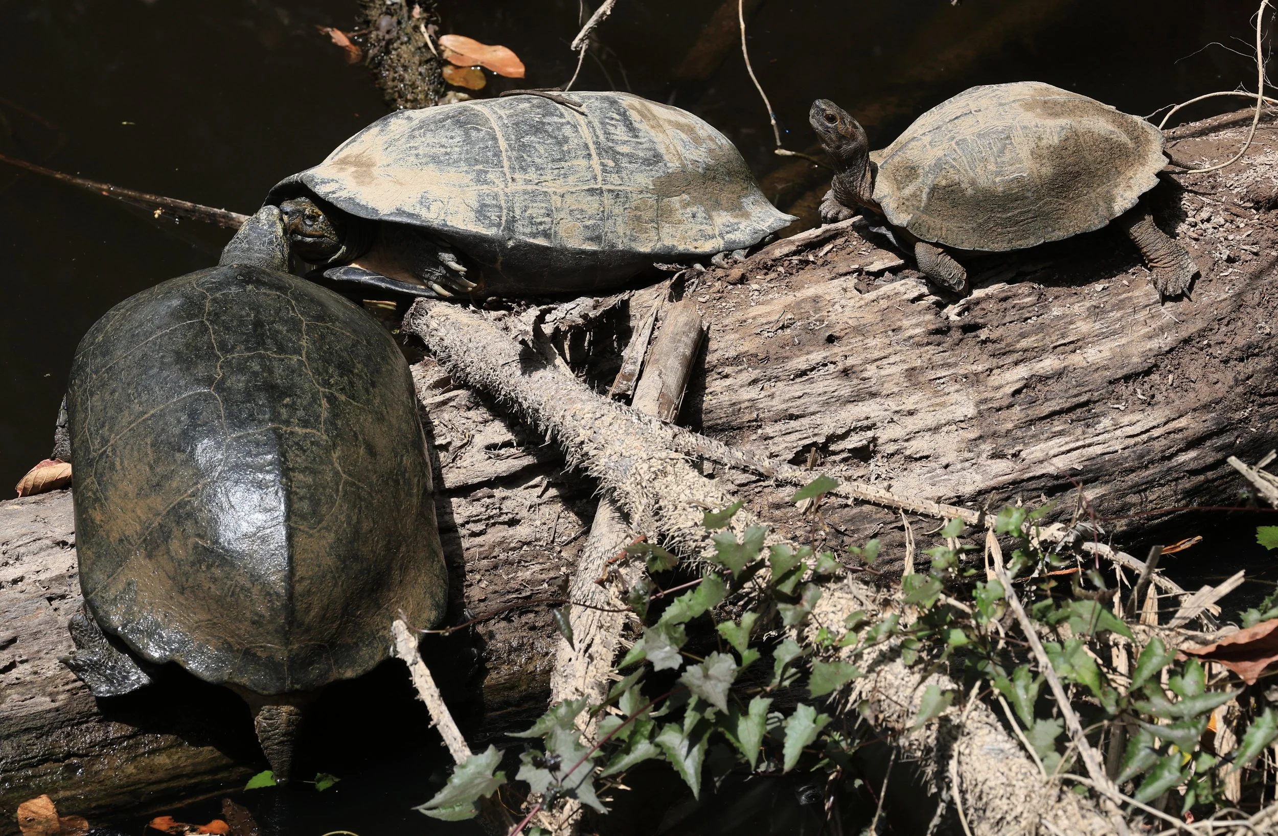 Giant Asian Pond Turtle (Heosemys grandis) 