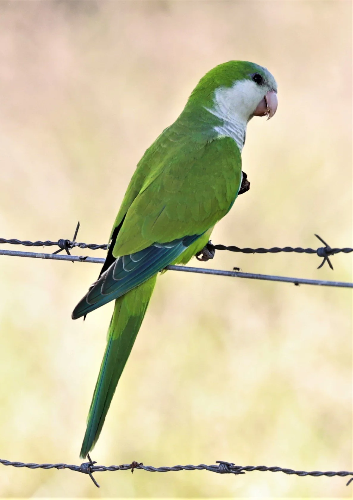 Monk Parakeet (Myiopsitta monachus) Pousada Aguape - Fazenda São José Zona Rural, Aquidauana, Mato Grosso do Sul, Brazil