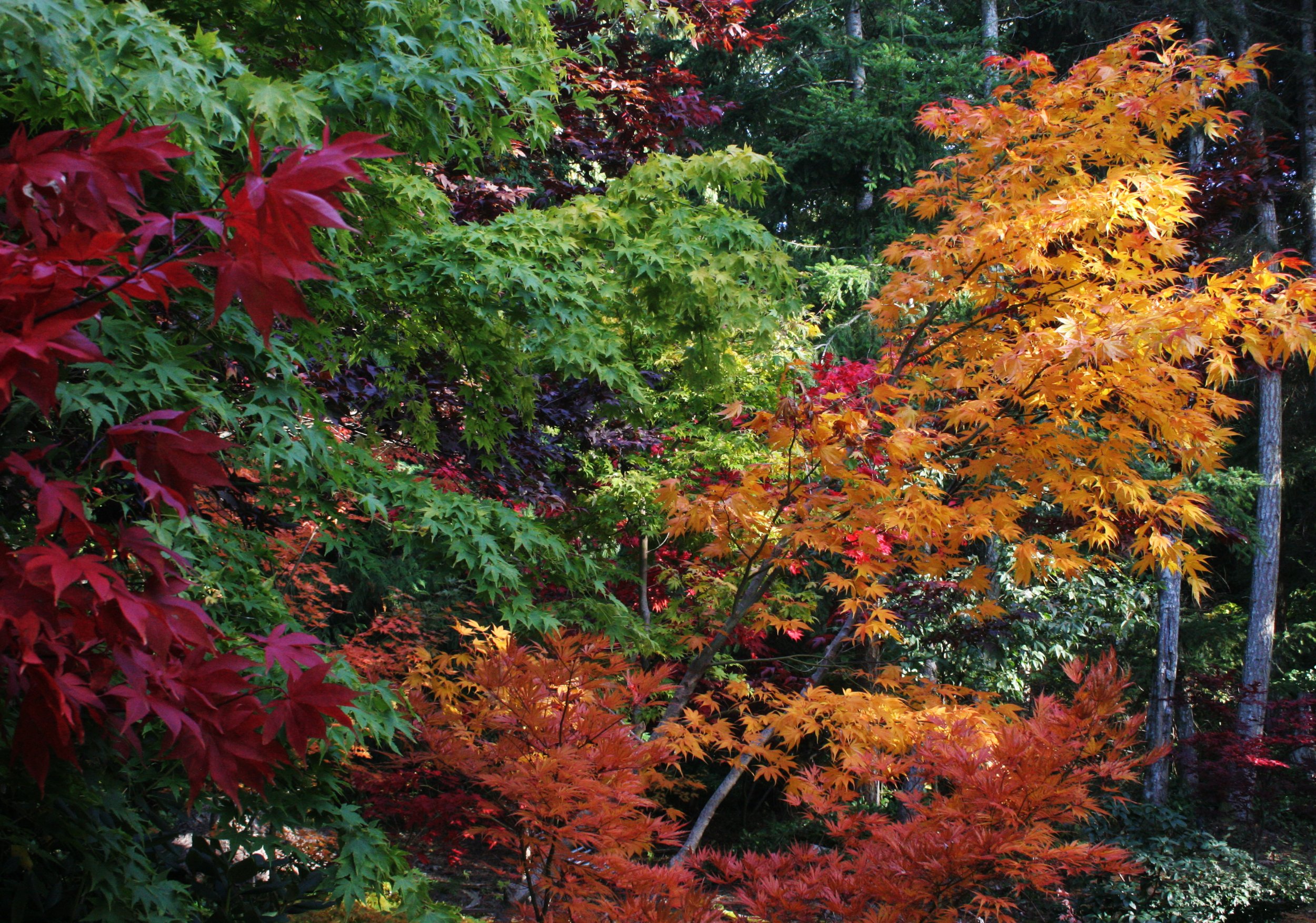 2008-10-26 MAPLE AND MERLOT - ELWHA RIVER VALLEY WA (8).JPG