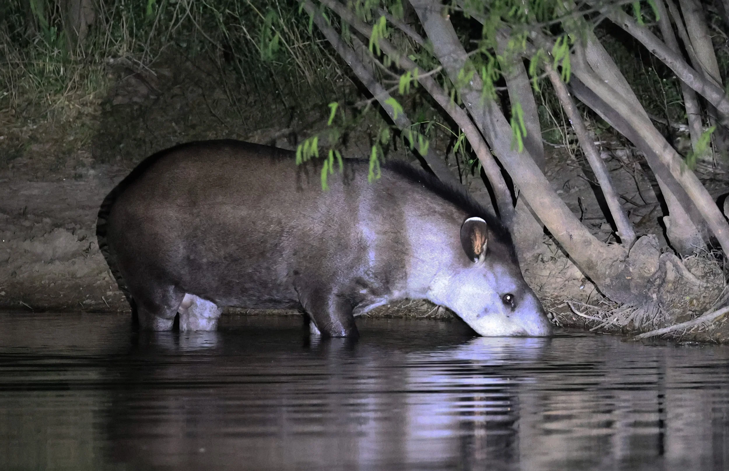 South American Tapir (Tapirus terrestris) Hotel Campestre Iparoma Paraguay  (9).jpg