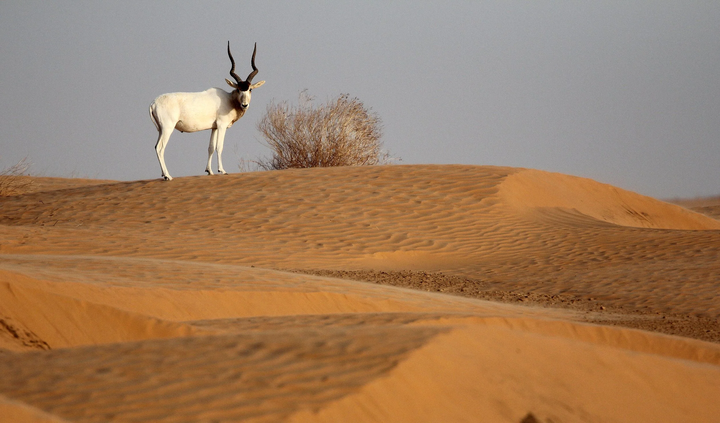 ADDAX - Addax nasomaculatus - JEBIL NATIONAL PARK TUNISIA (144).JPG