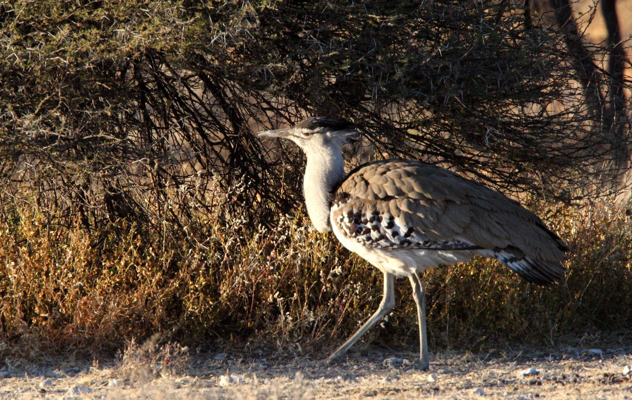 Kori bustard (Ardeotis kori) Etosha NP, Namibia (11).JPG