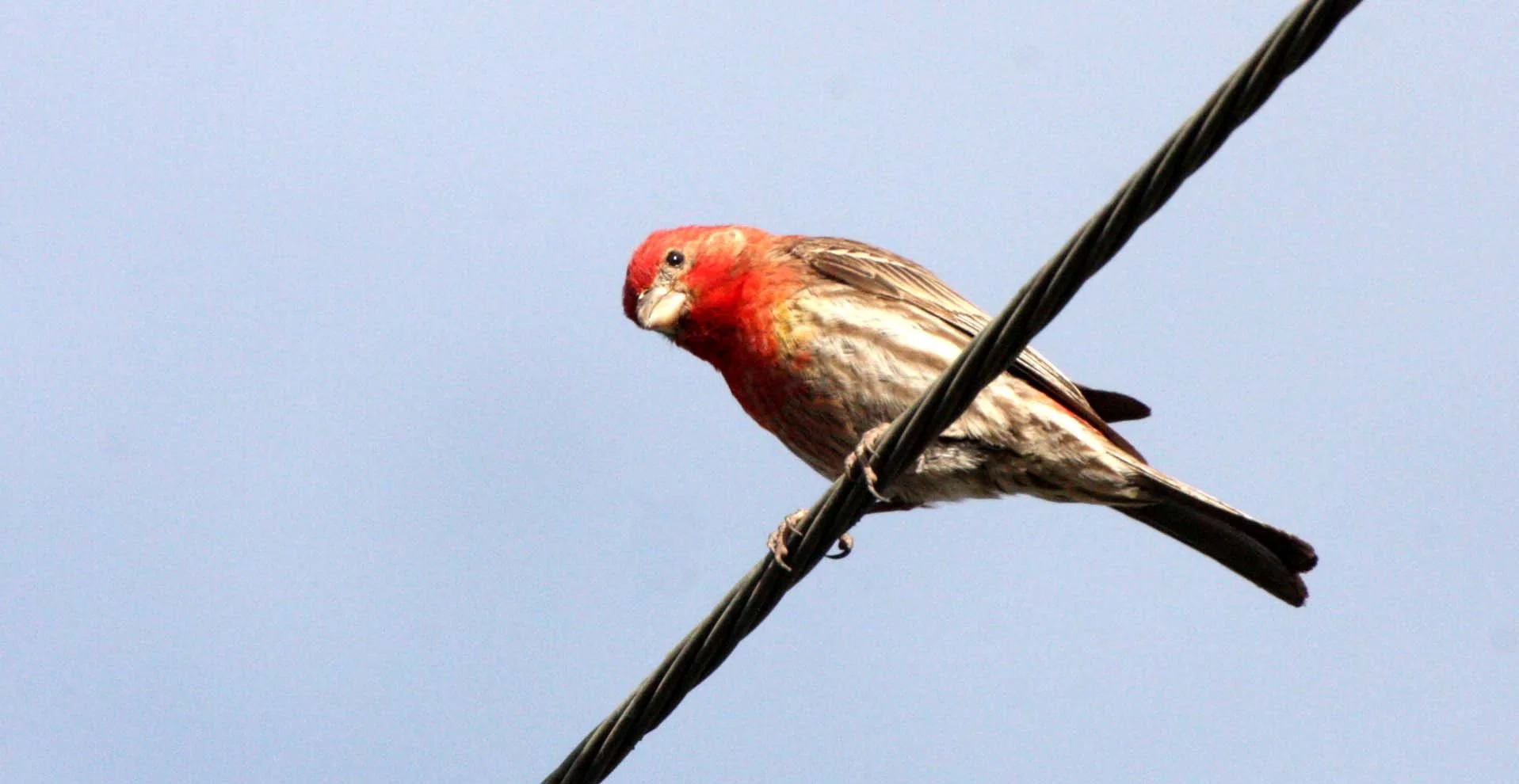 House Finch (Haemorhous mexicanus) Loreto Baja Mexico (3).JPG