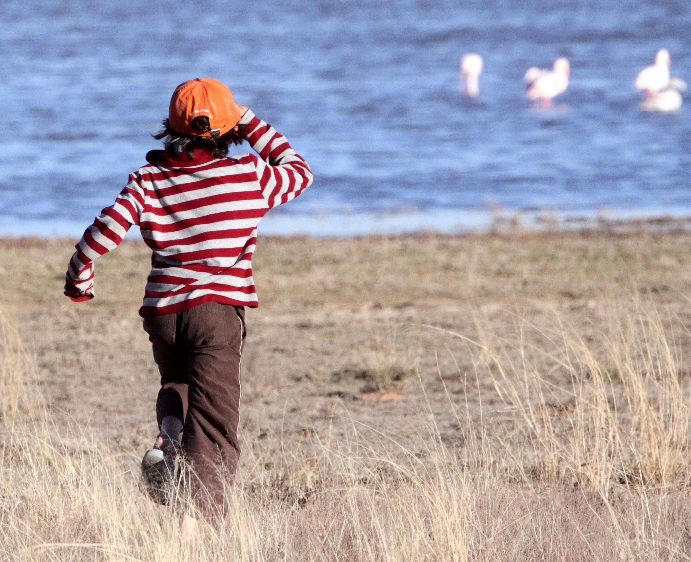 Phoenicopterus roseus - Greater Flamingo - Cokie with Flamingos at Marrick Camp South Africa (9).JPG