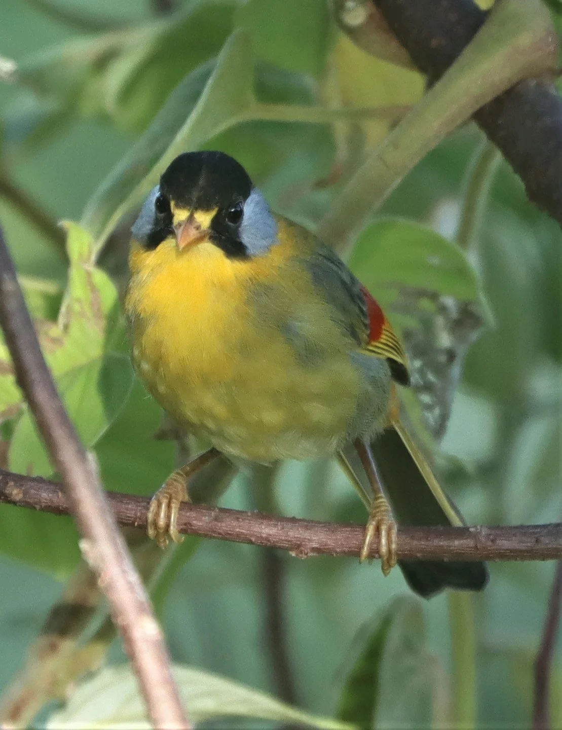 MESIA - SILVER-EARED MESIA - Leiothrix argentauris - DOI ANG KANG CHIANG MAI (12).jpg