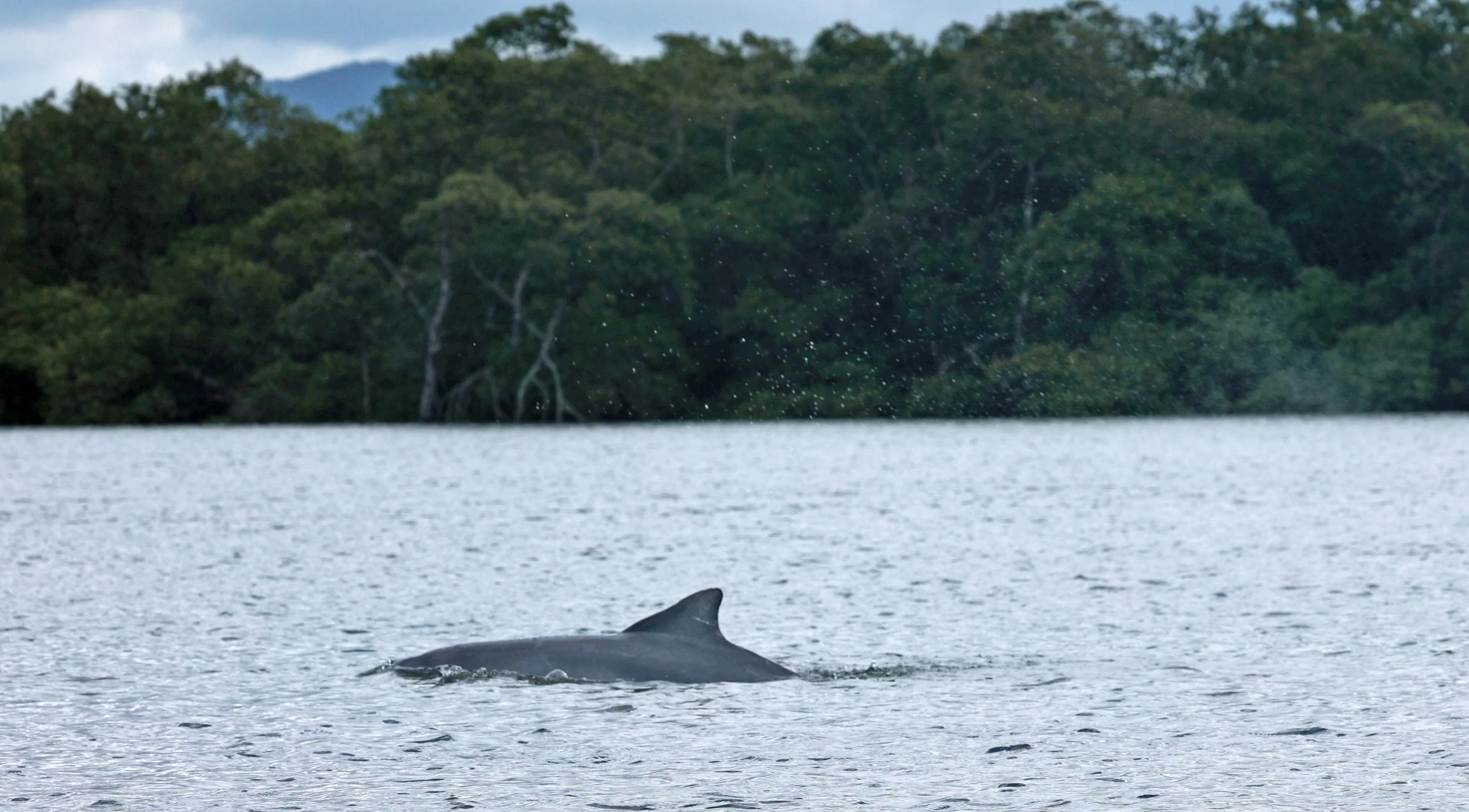 Guiana Dolphin (Sotalia guianensis) Superagüi National Park, Brazil (12).jpg