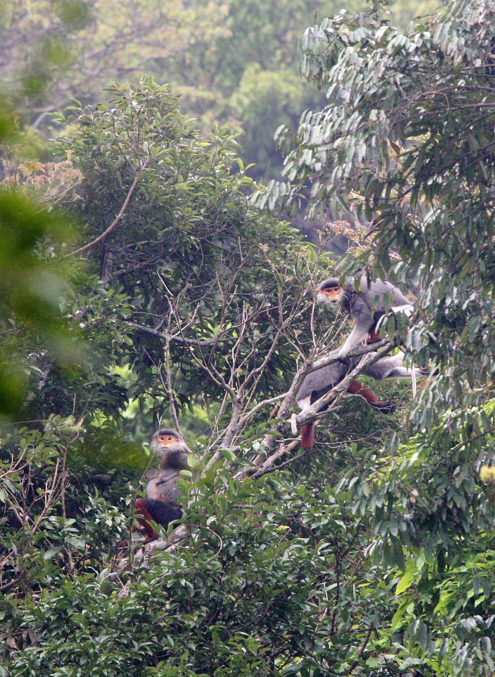 CERCOPITHECIDAE - Pygathrix nemaeus - RED-SHANKED DOUC - SON TRA PENINSULA DA NANG VIET NAM (66).JPG