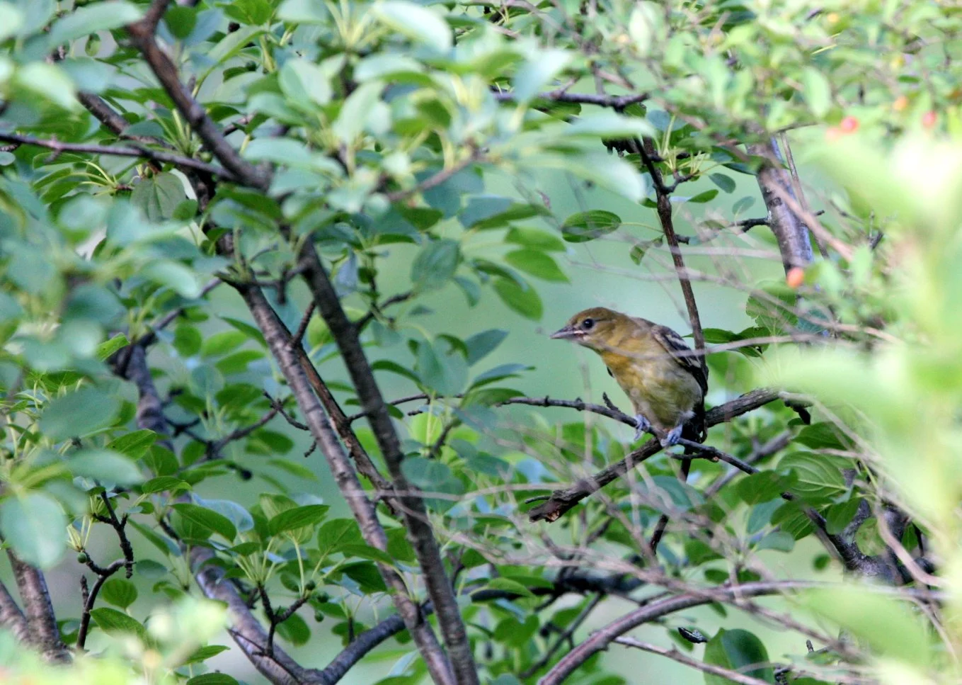 Baltimore Oriole (Icterus galbula) McKee Marsh Illinois (3).JPG