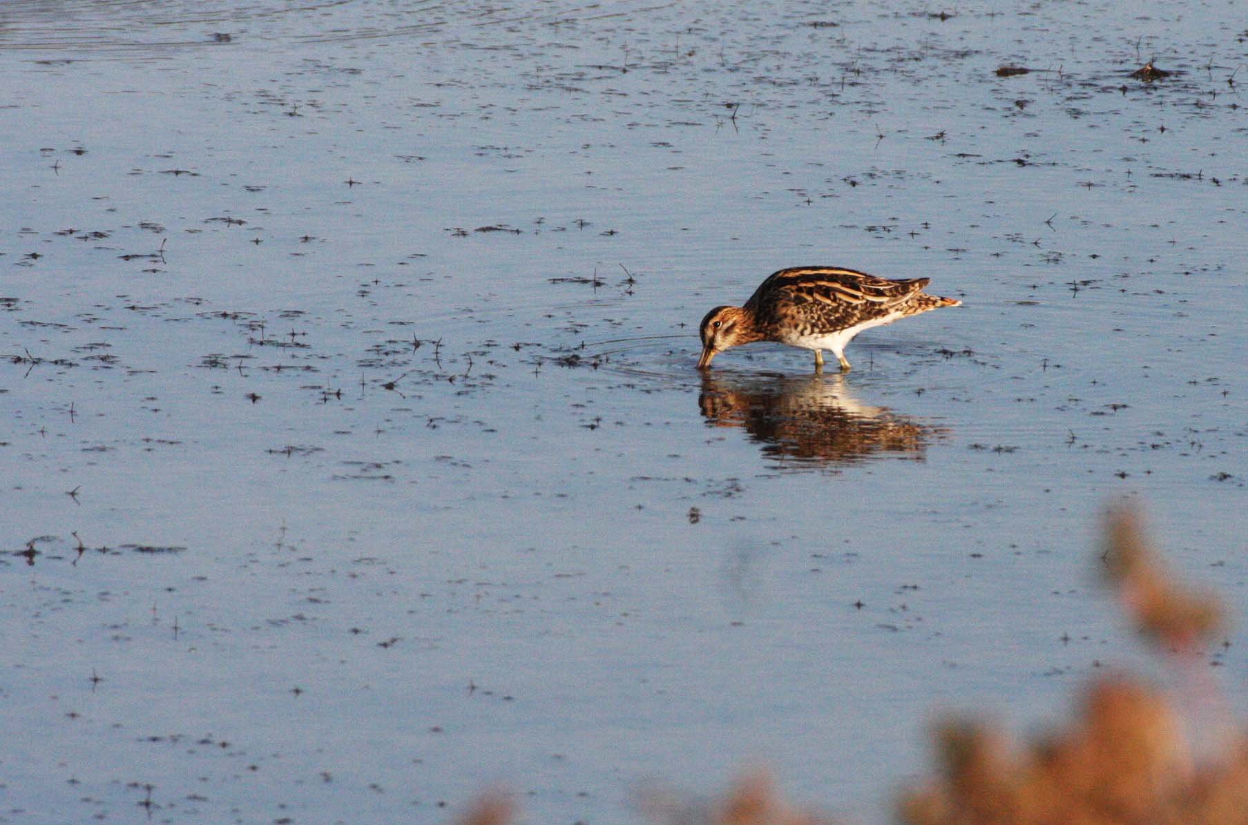 SNIPE - COMMON SNIPE - Gallinago gallinago - KHAO SAM ROI YOT THAILAND (13).JPG