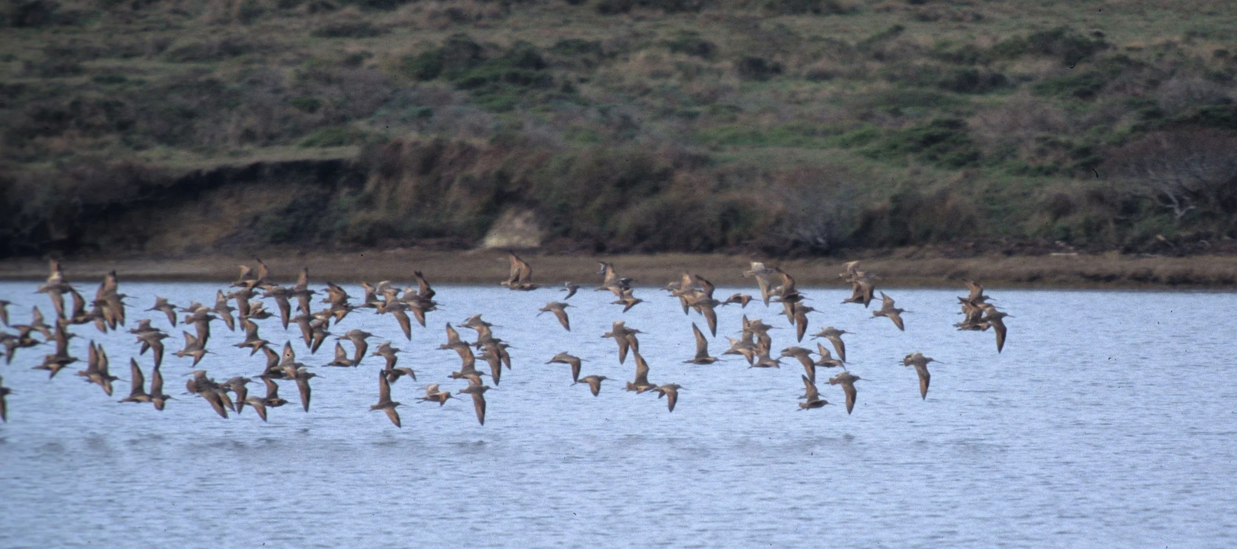 BIRD - WILLETS IN FLIGHT - BODEGA BAY.jpg