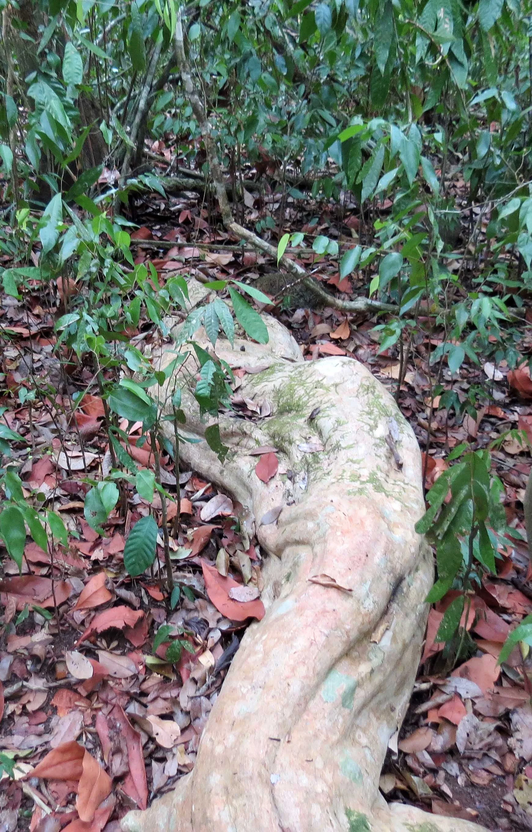 CAT TIEN NATIONAL PARK VIET NAM (52).JPG