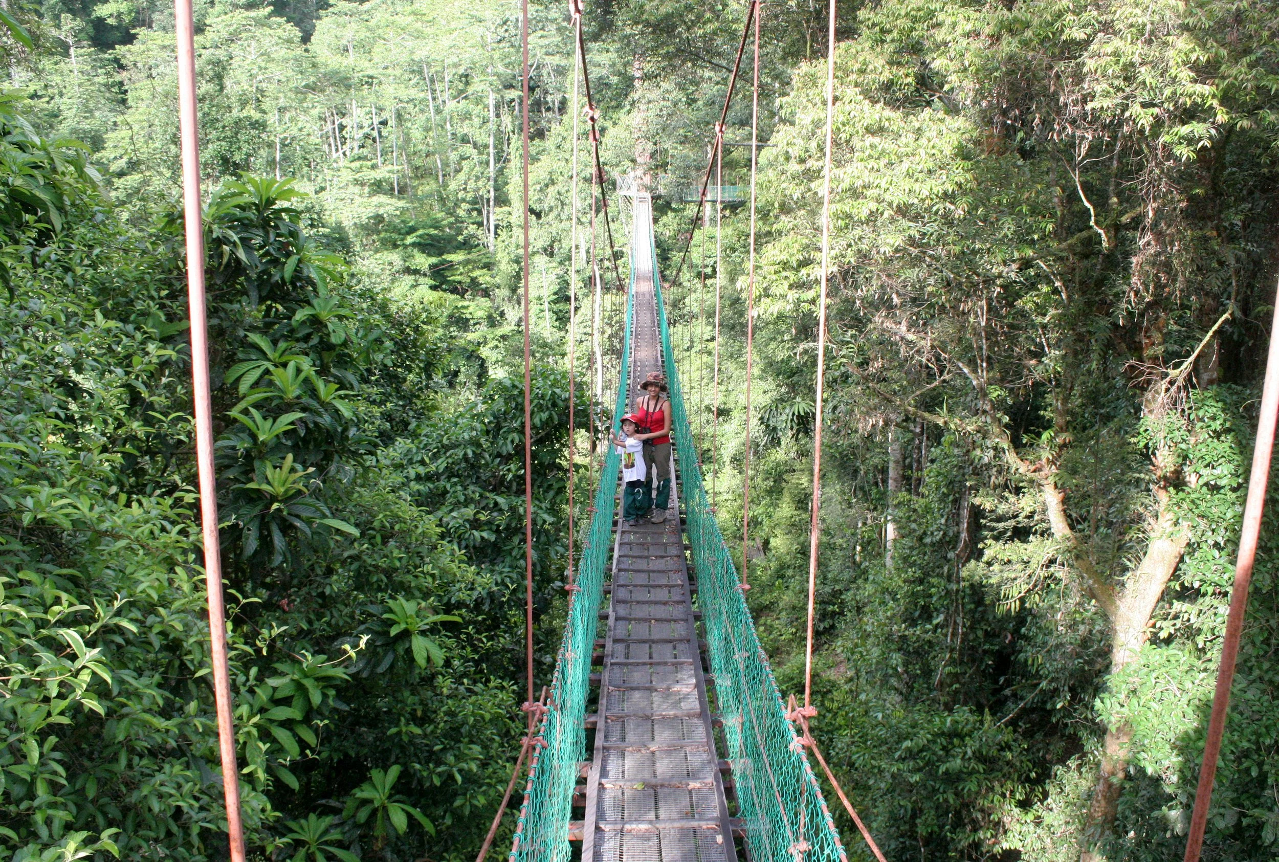 DANUM VALLEY BORNEO - CANOPY WALKWAY -  BRL (9).JPG