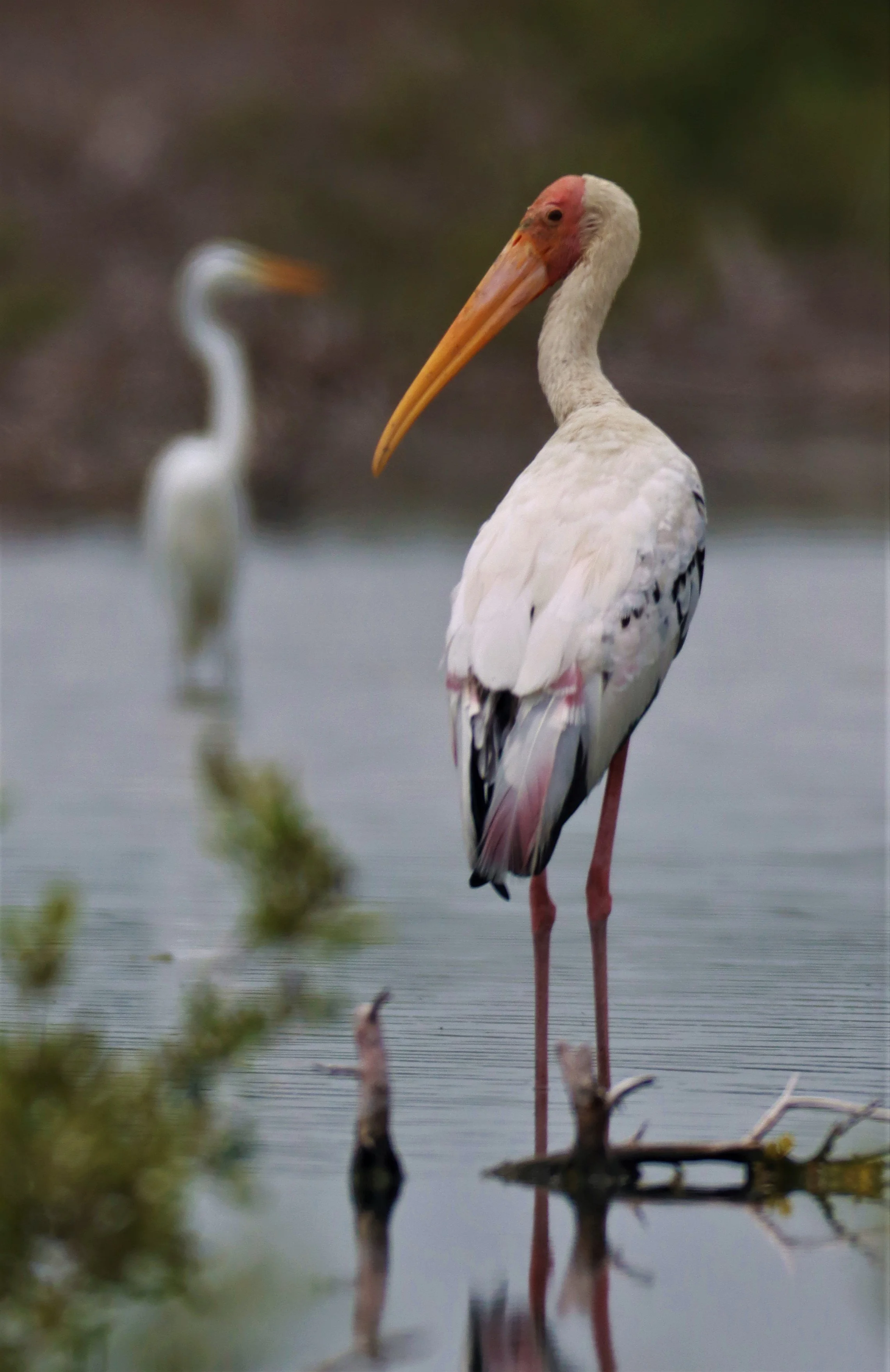 STORK - MILKY STORK HYBRID WITH PAINTED STORK - Milky X Painted (Mycteria cinerea X leucocephala) - KHLONG TAMRU CHONBURI (21).jpg