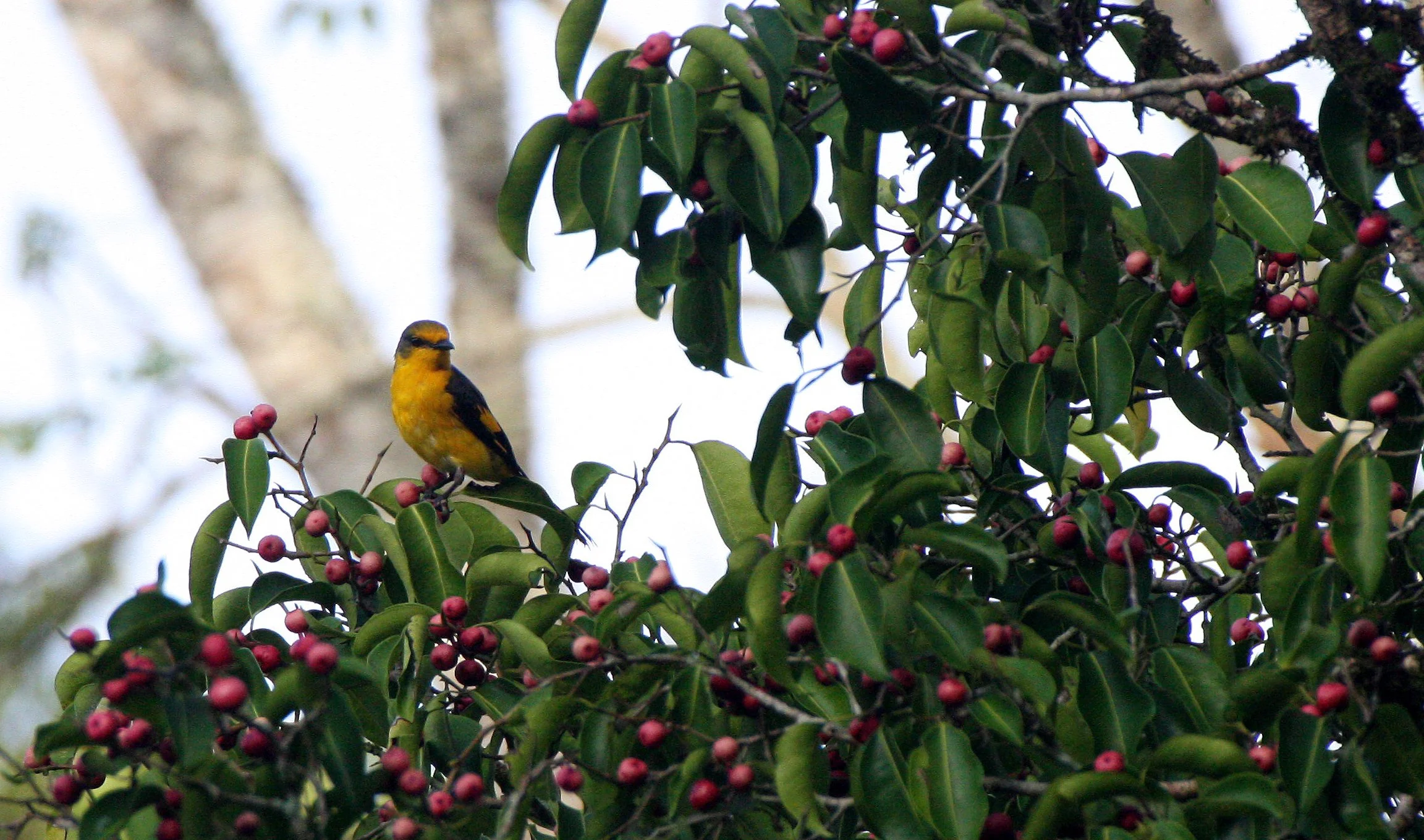 Scarlet Minivet (Pericrocotus speciosus) Kaeng Krachan NP Thailand (32).JPG