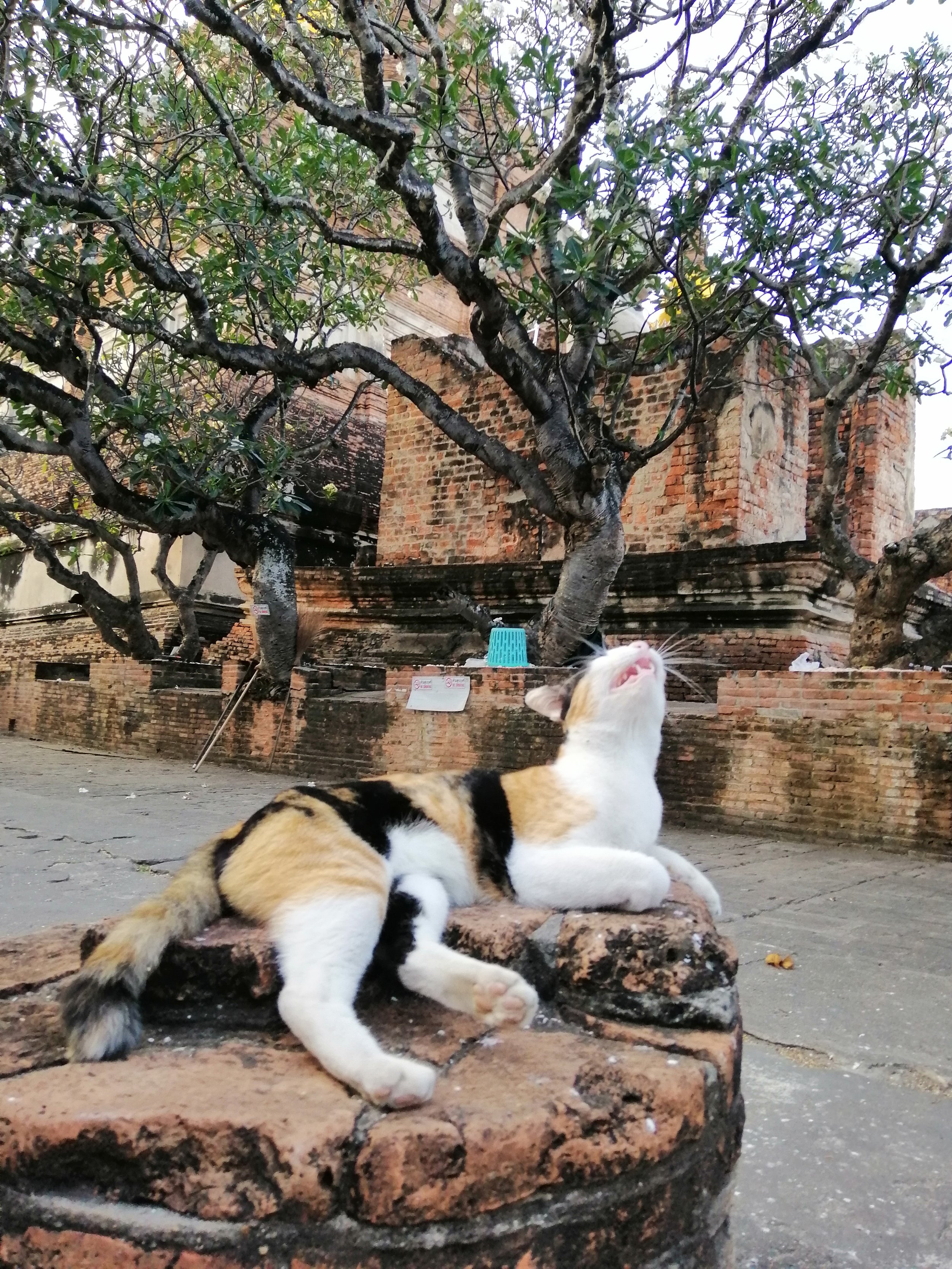 2018 Ayutthaya Trip with Gift & Cokie (50).jpg