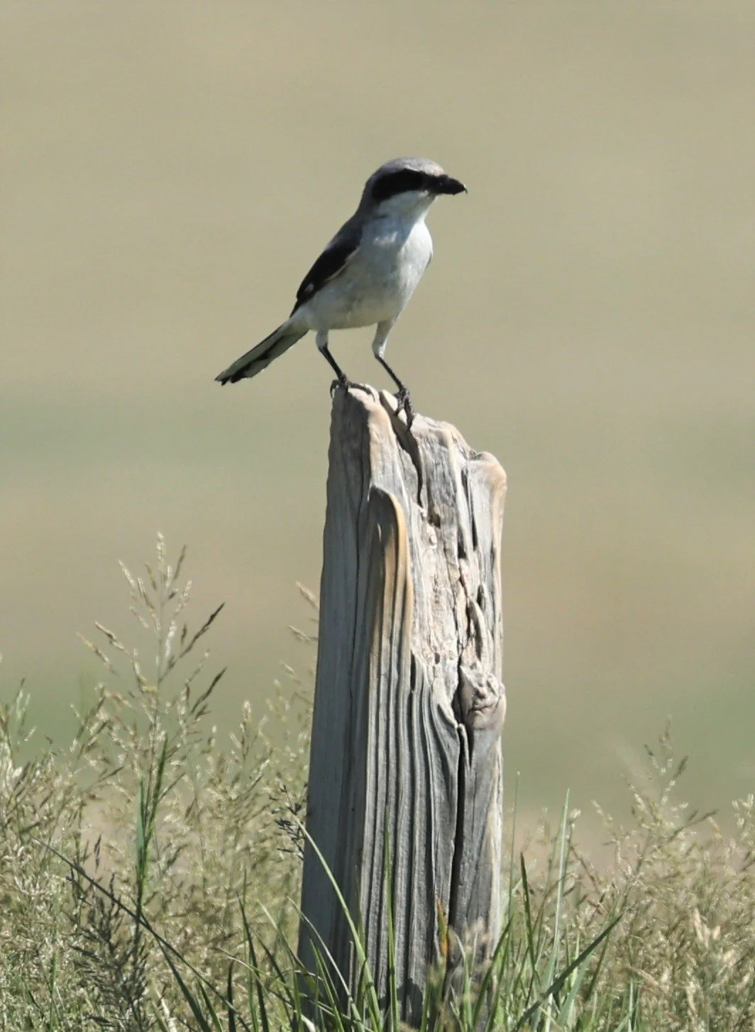 Loggerhead Shrike (Lanius ludovicianus) Pawnee National Grasslands Colorado (3).jpg