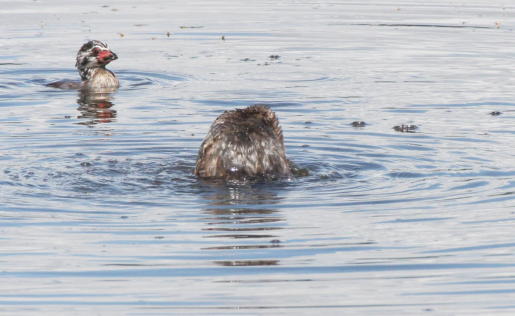 Pied-billed Grebe (Podilymbus podiceps) Ridgefield NWR Washington (58).JPG