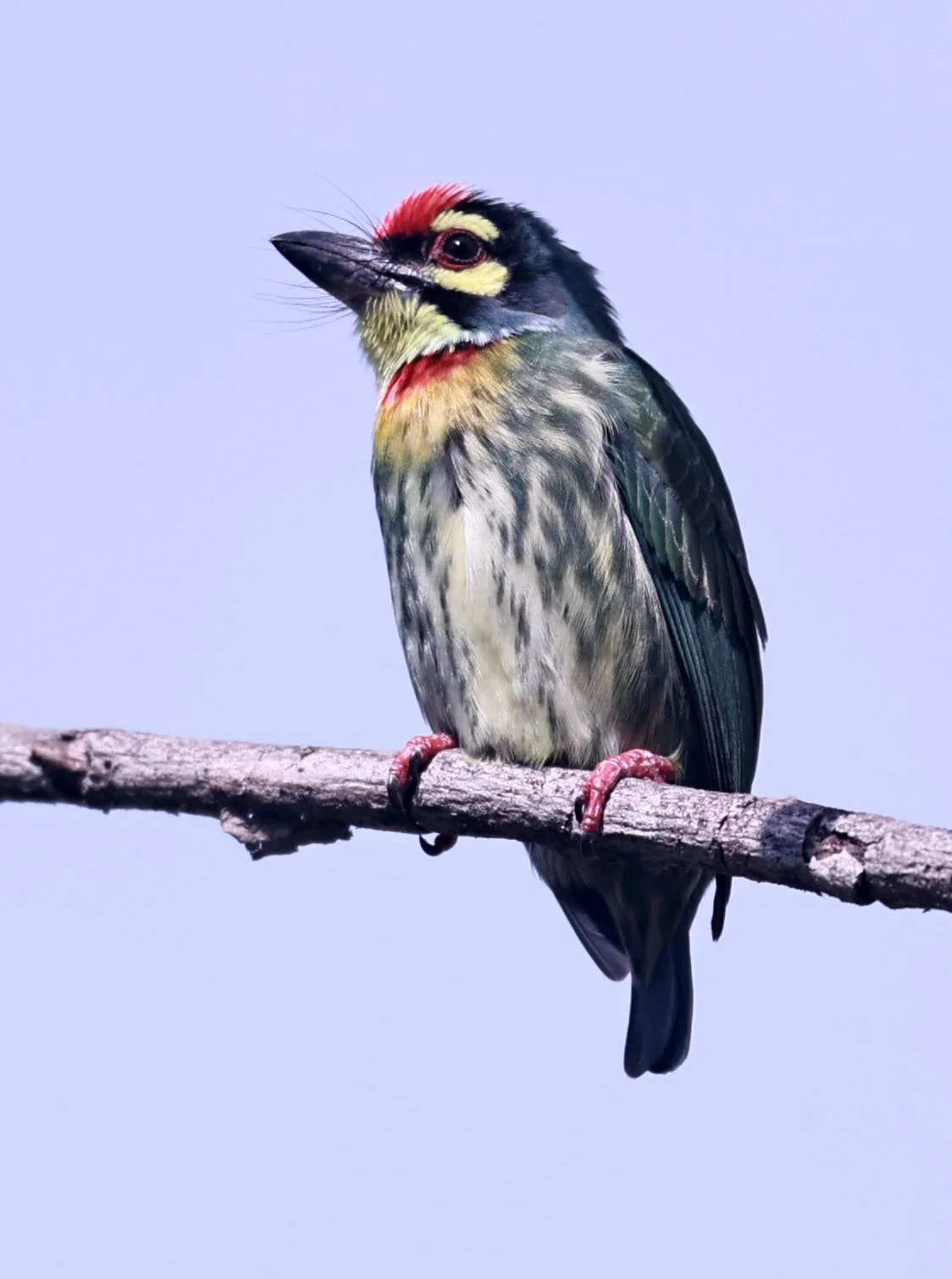 BARBET - COPPERSMITH BARBET - Megalaima haemacephala - BANG PU FOREST RESERVE 23 November 2011 (7).jpg