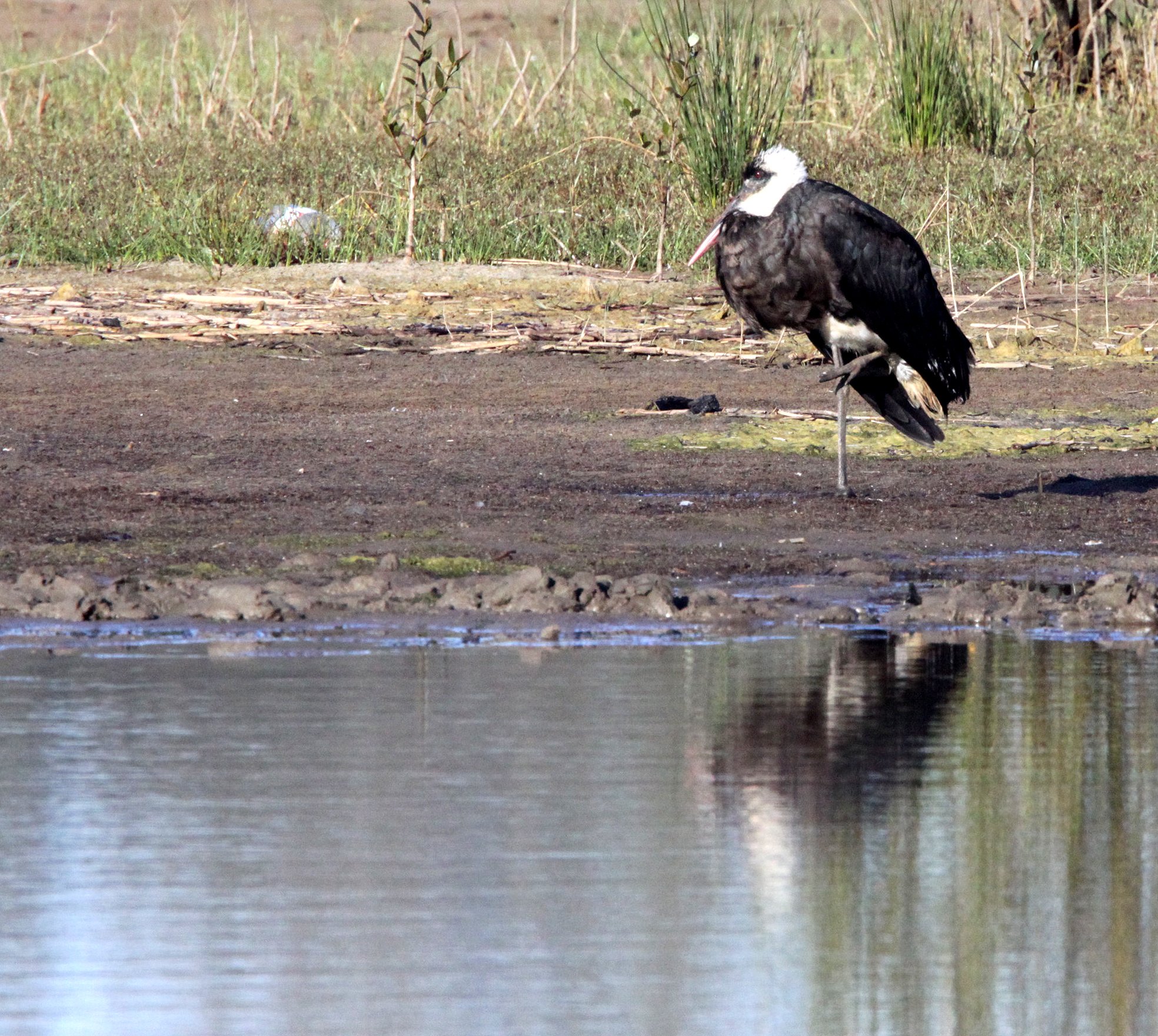 STORK - AFRICAN WOOLLY-NECKED STORK - Ciconia microscelis - SAINT LUCIA NATURE RESERVES SOUTH AFRICA (26).JPG