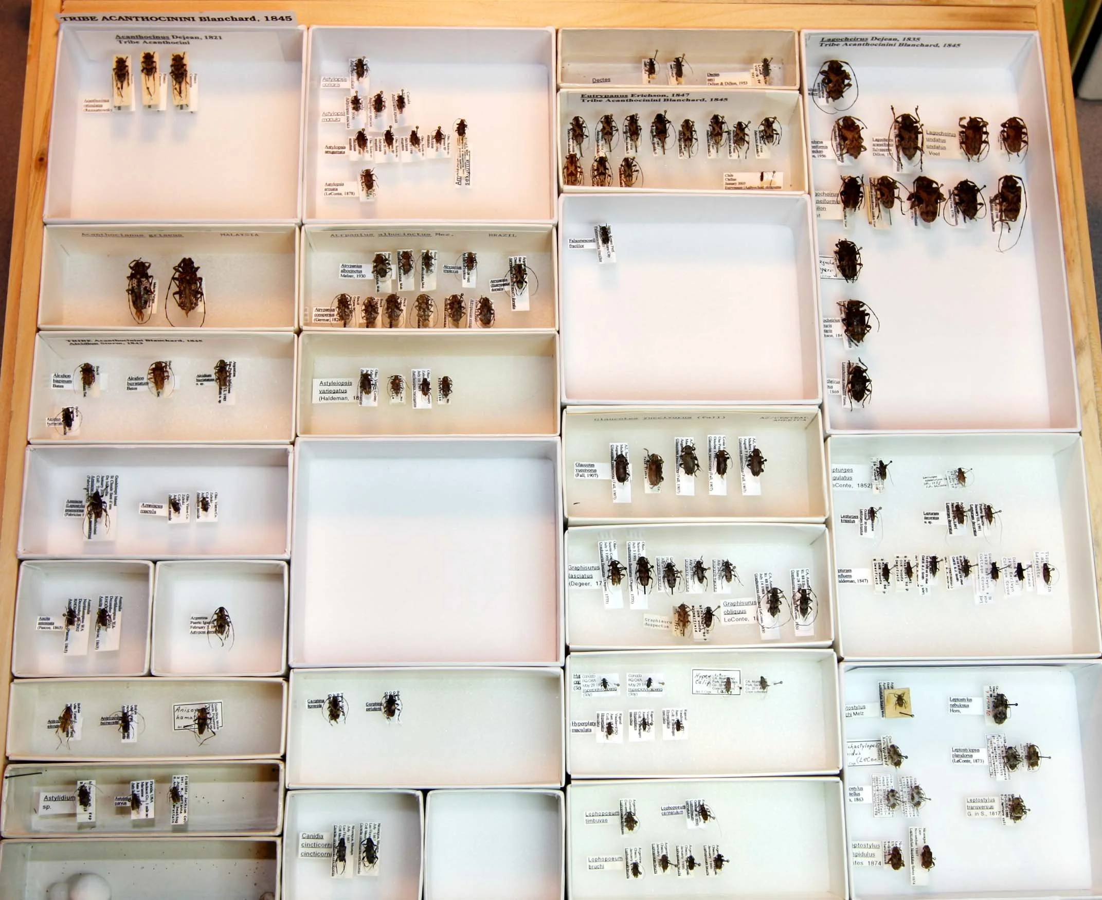 1 Lamiinae - Lamiini - Acanthocinini.JPG