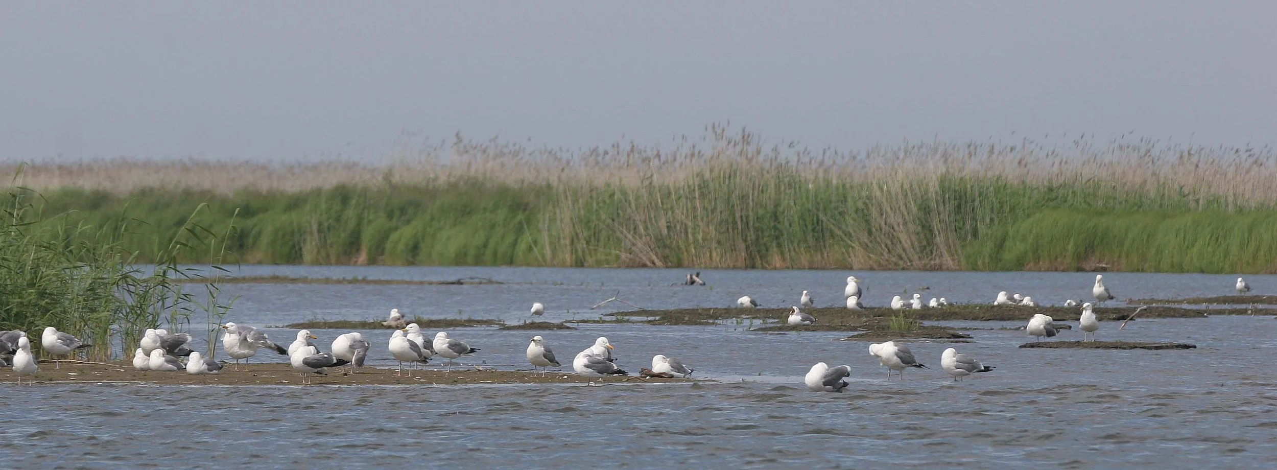BIRD - GULL - HERRING GULLS ON SAND BAR IN SELENGA DELTA NEAR LIGHTHOUSE (4).jpg