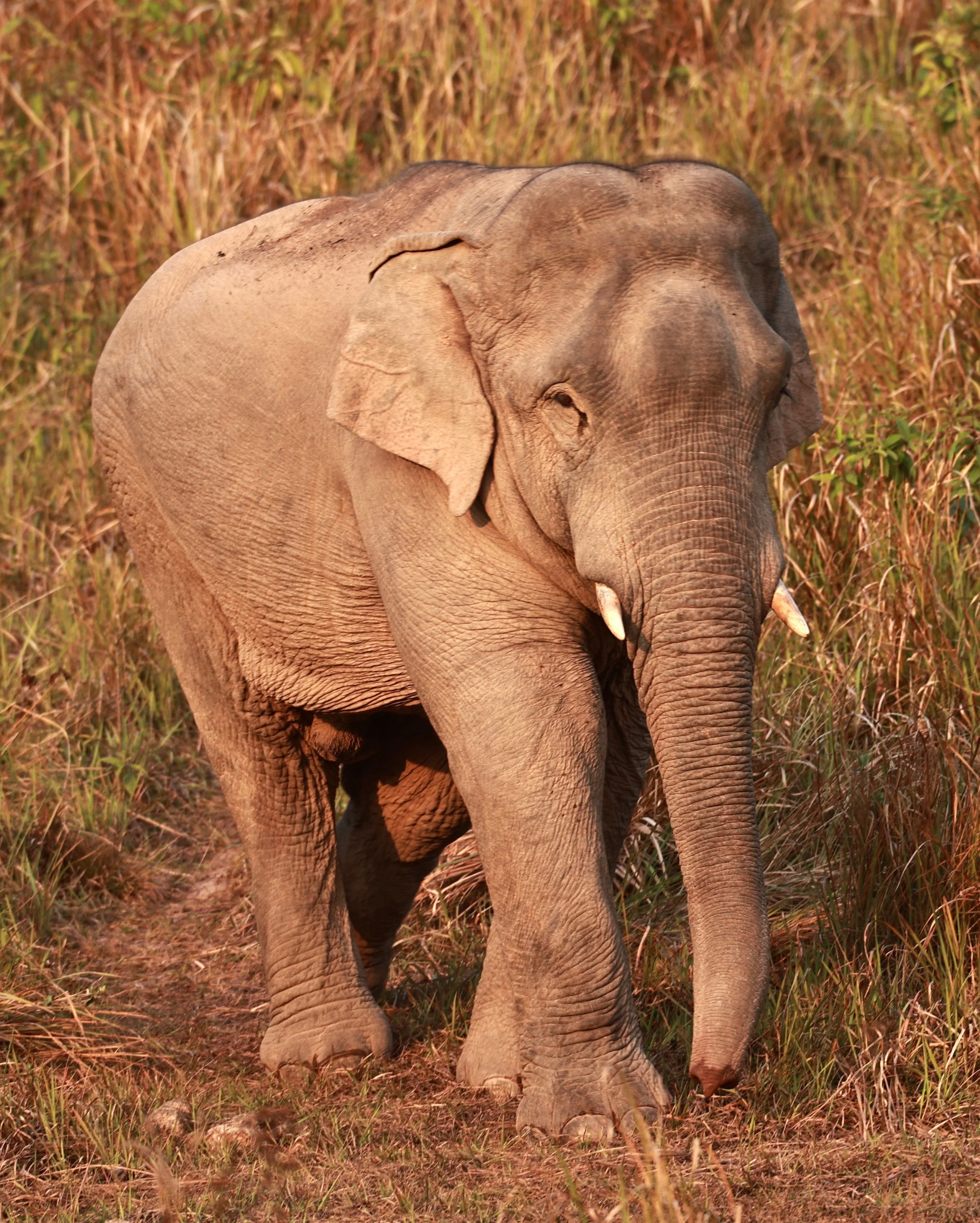 Asian Elephant (Elephas maximus) Khao Yai National Park, Thailand (57).jpg