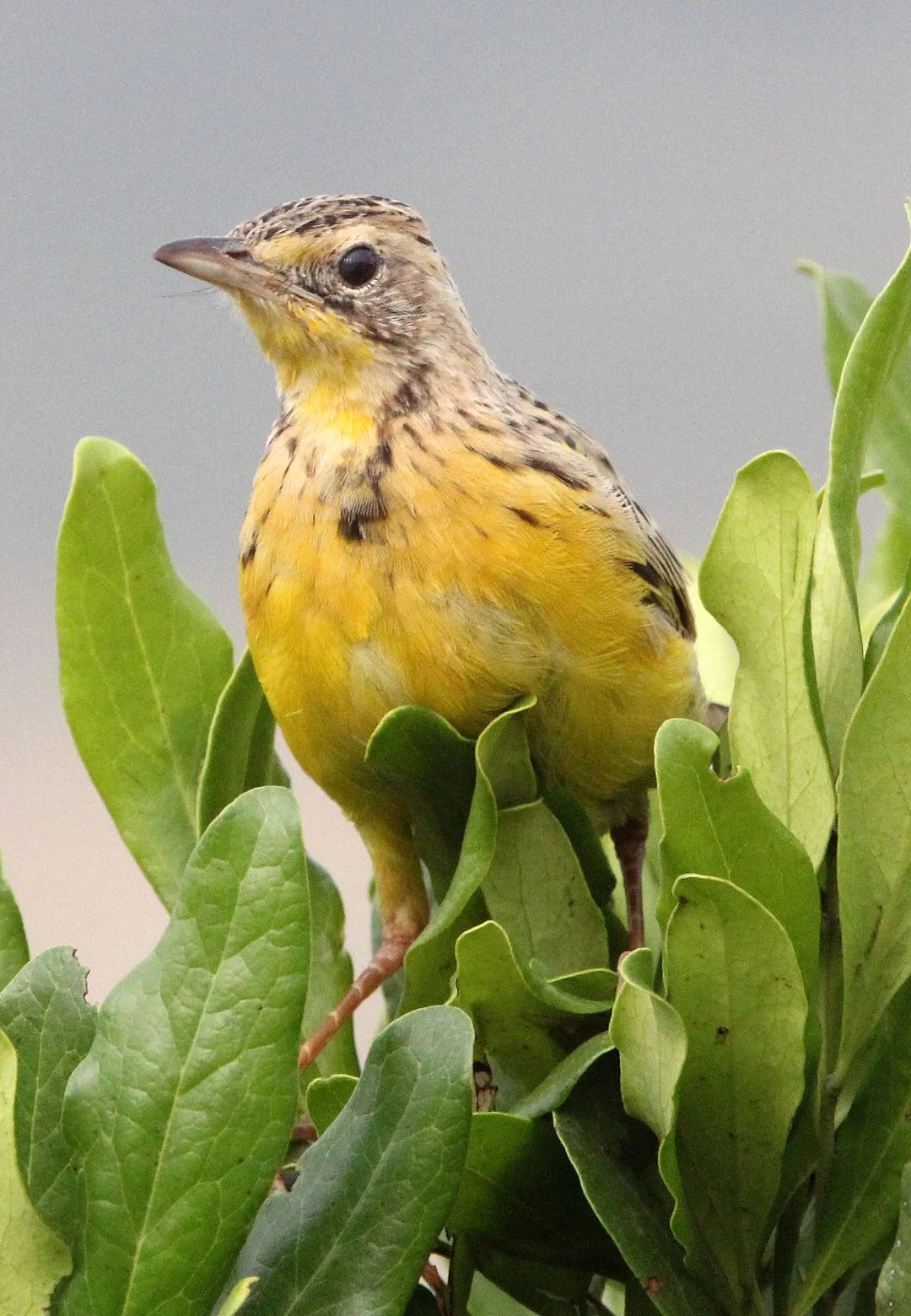 Yellow-throated Longclaw (Macronyx croceus) MASAI MARA NATIONAL PARK KENYA (7).JPG