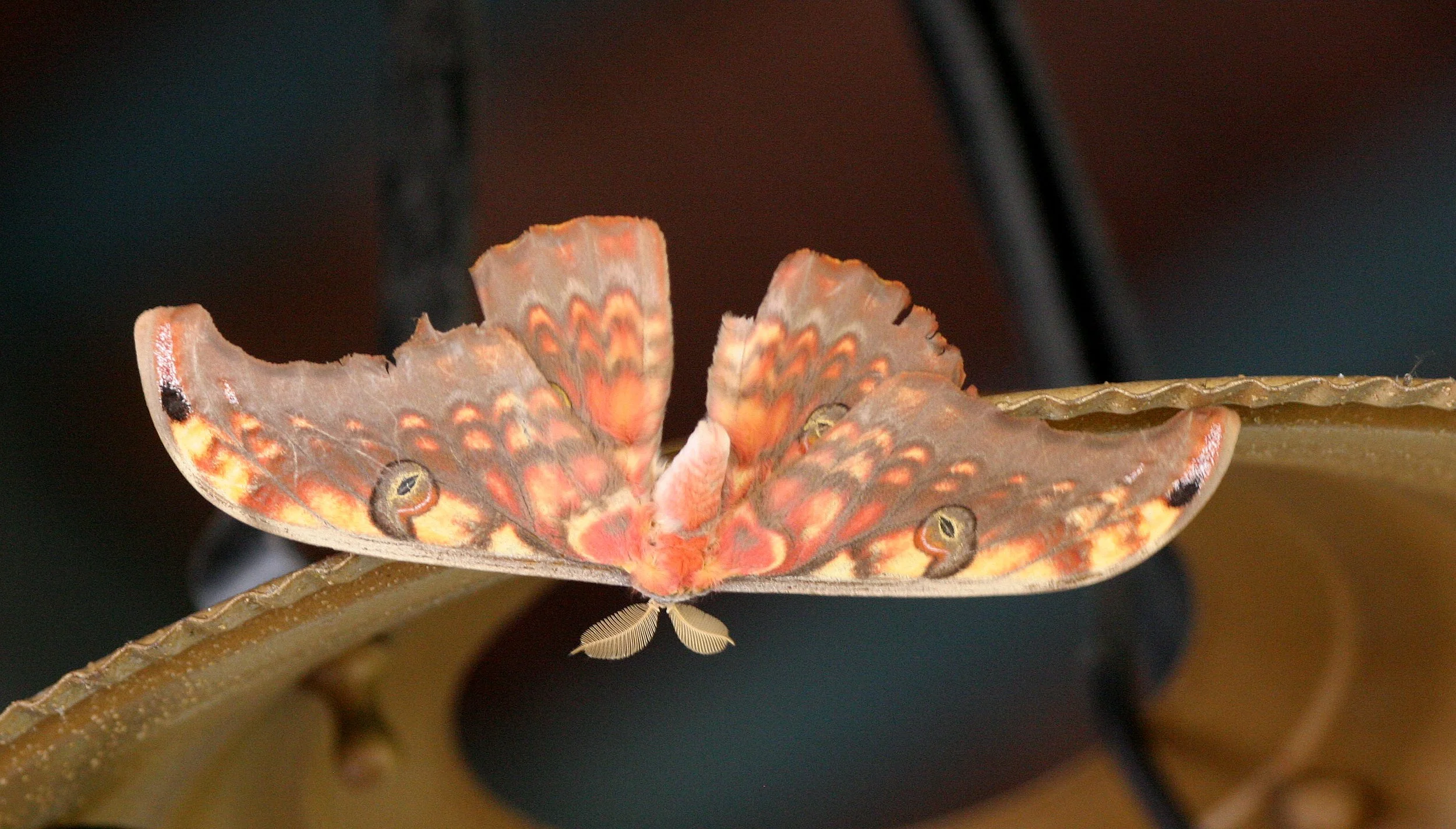 Saturniidae - Attacus species - Kinabatangan River,Borneo