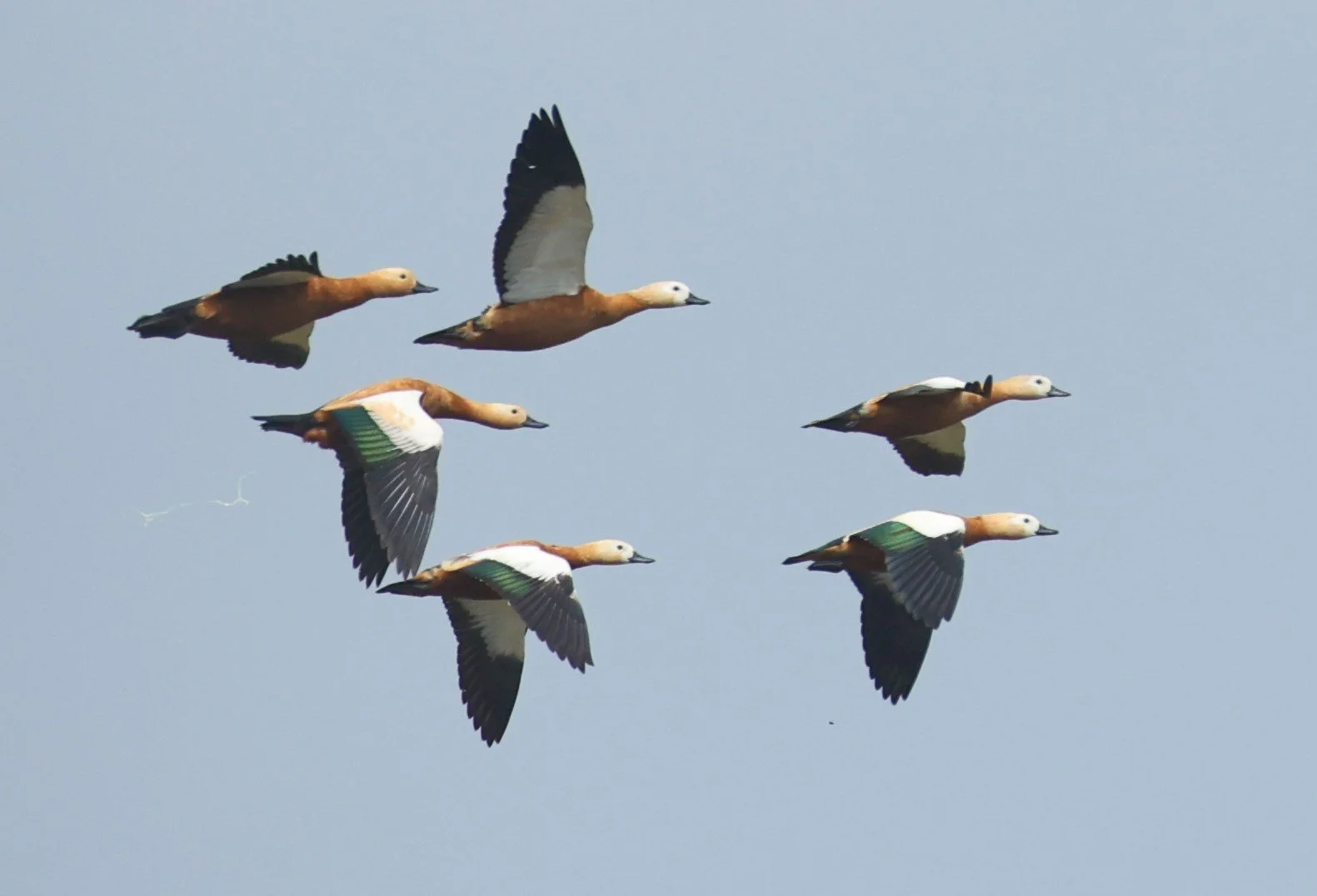 SHELDUCK - RUDDY SHELDUCK - Tadorna ferruginea - CHIANG SAEN LAKE NONG BONG KAI NON-HUNTING AREA CHIANG RAI FEB 22 (64).jpg