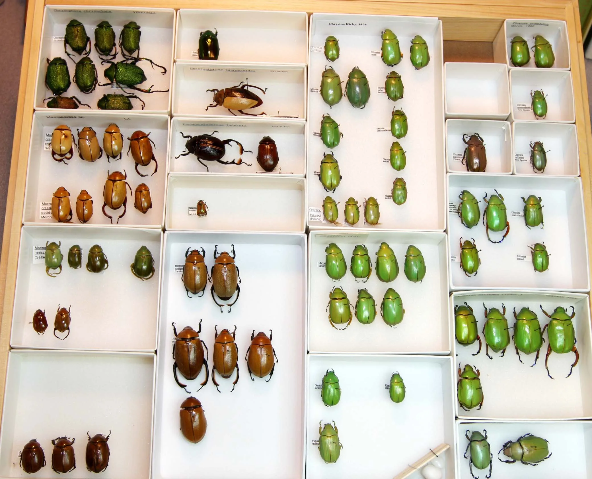 5 Rutelinae - Macropoides - Chrysina.JPG