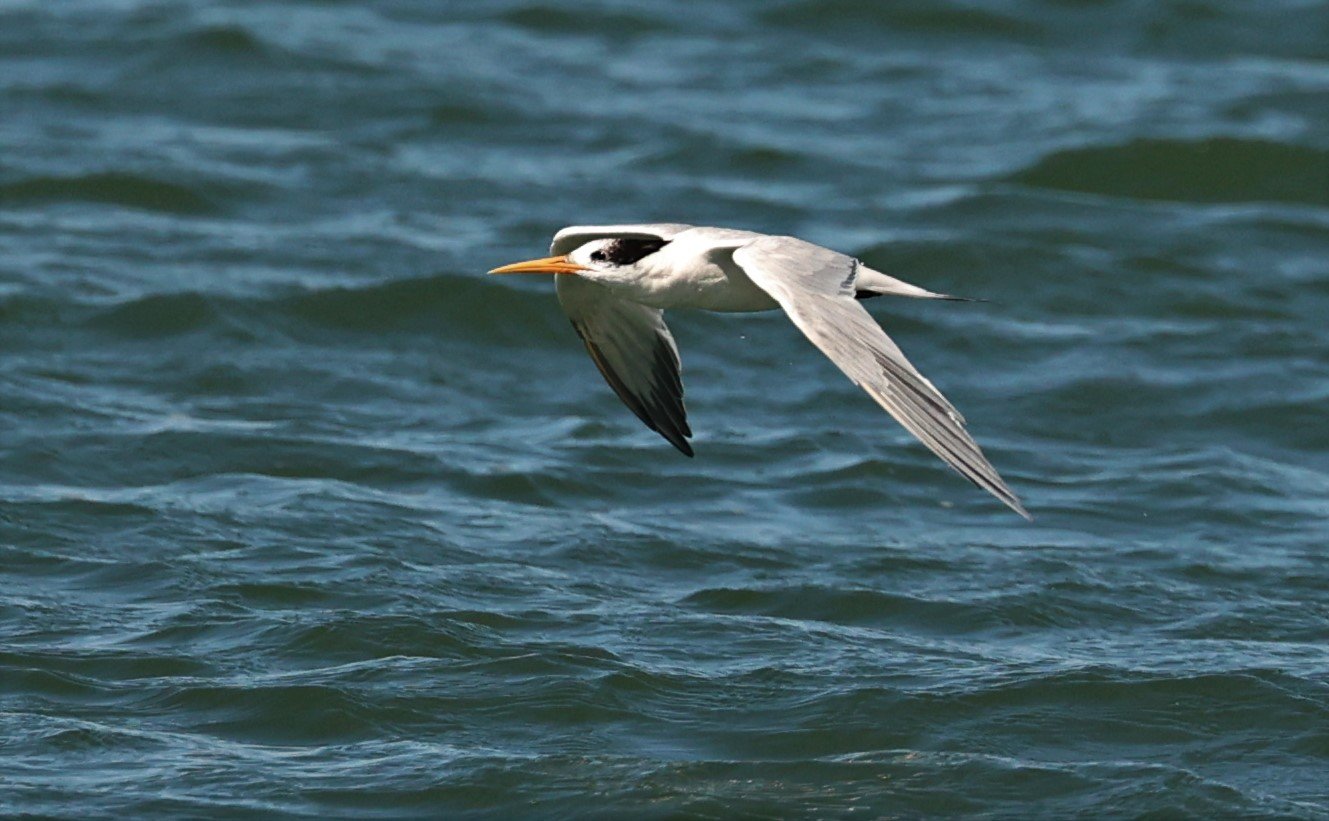 Thalasseus elegans - ELEGANT TERN - ELKHORN SLOUGH MOSS LANDING CALIFORNIA AUGUST 2022 (19).jpg