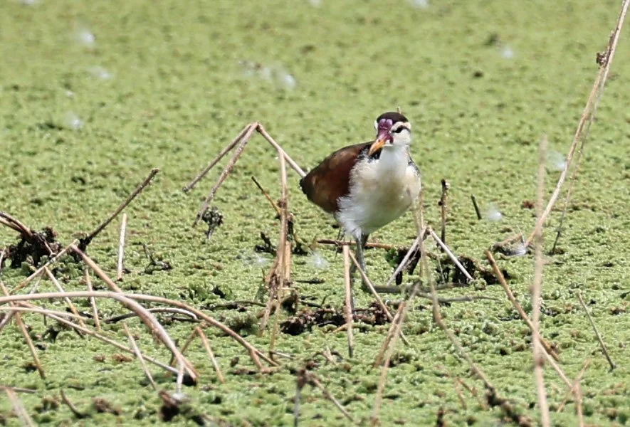 Wattled Jacana (Jacana jacana) Agua Dulce Paraguay (11).jpg