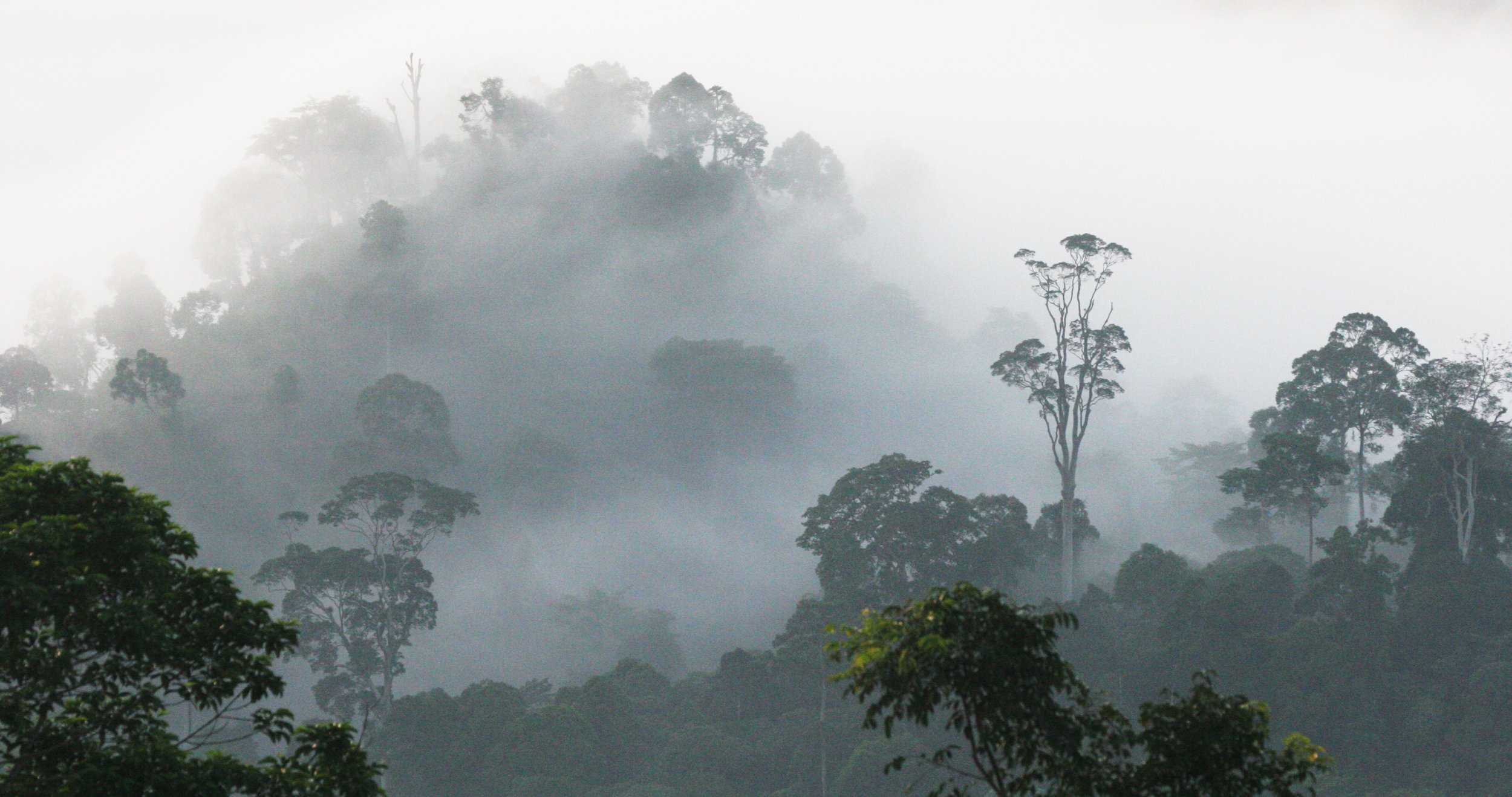 DANUM VALLEY BORNEO - SUNRISE OVER THE DANUM (65).JPG