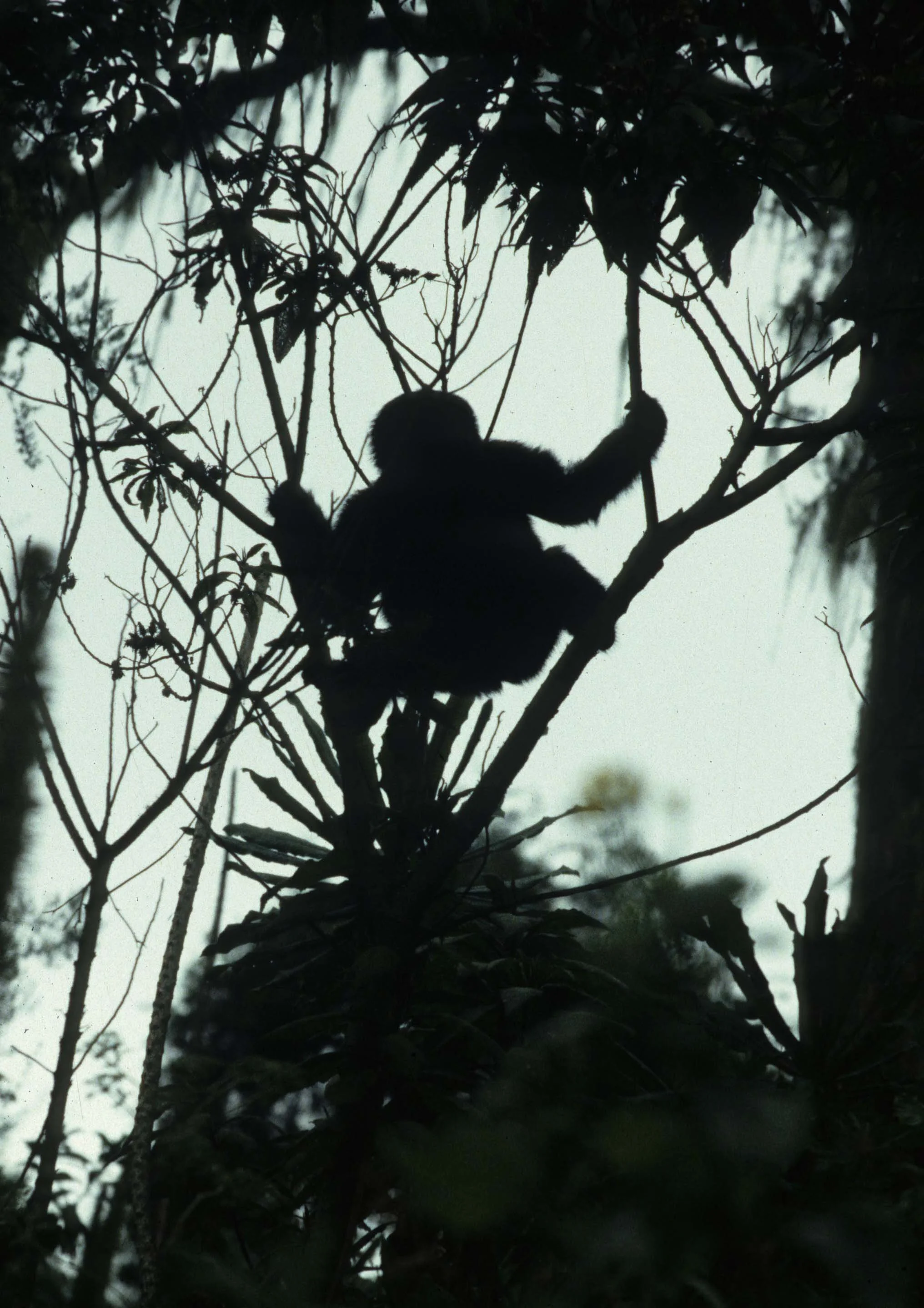 PRIMATE - GORILLA-RWANDA PARC DU VULCANS (88).jpg