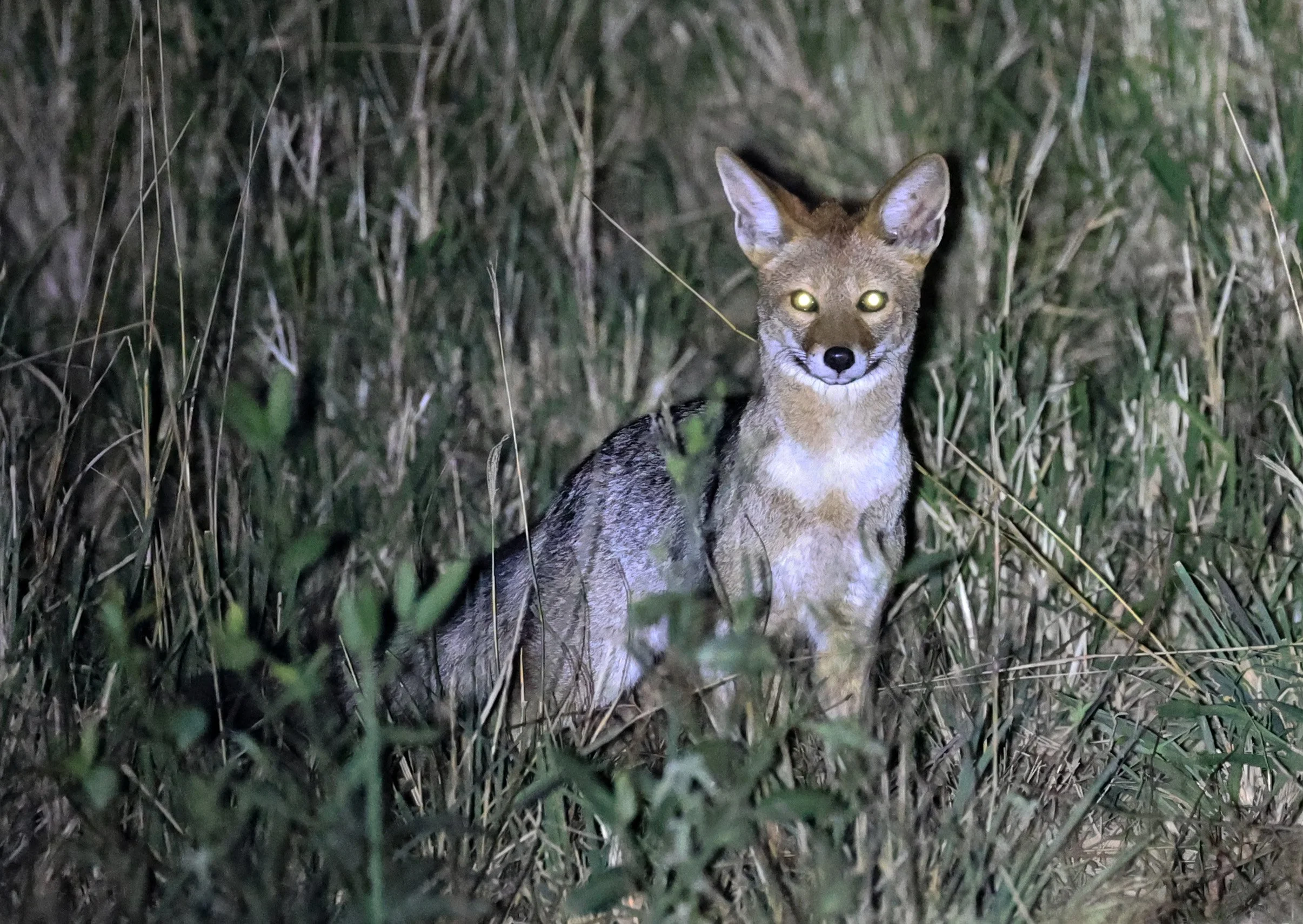 Pampas fox (Lycalopex gymnocercus) Hotel Campestre Iparoma Paraguay  (2).JPG