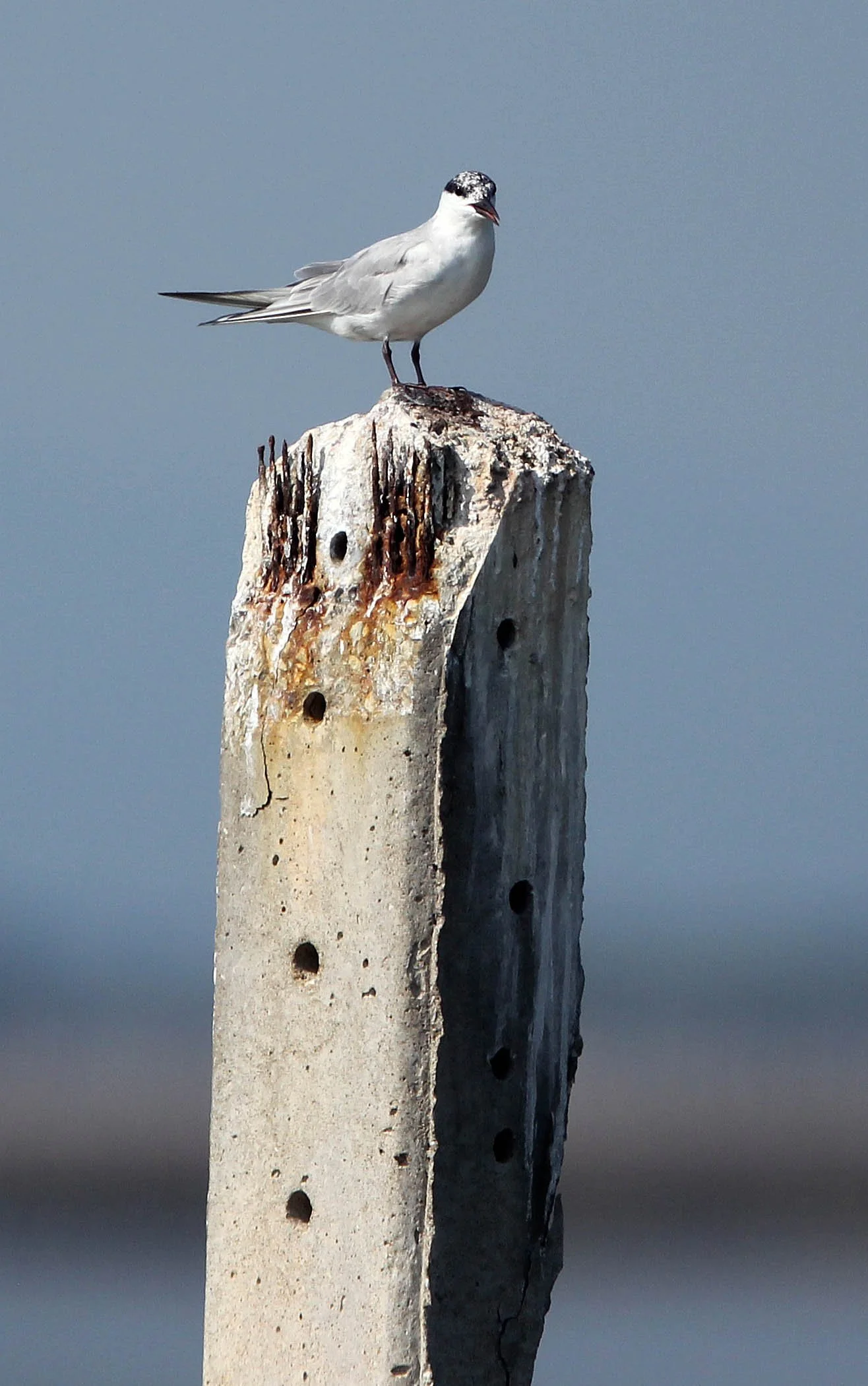 TERN - LITTLE TERN - Sterna albifrons - BAN TABOON HARBOR PETCHABURI (6).JPG