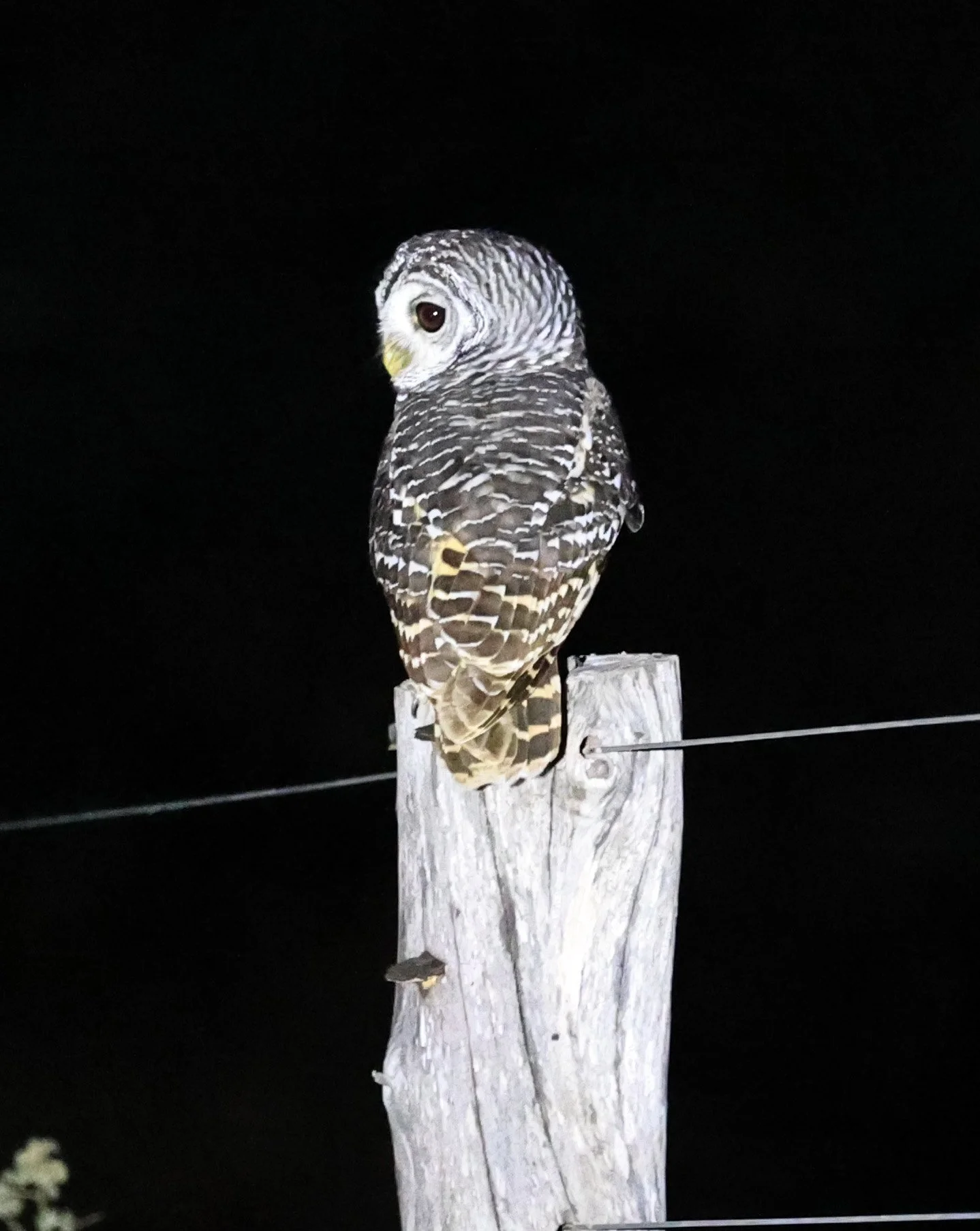 Chaco Owl (Strix chacoensis) Fortin Toledo Paraguay (3).jpg