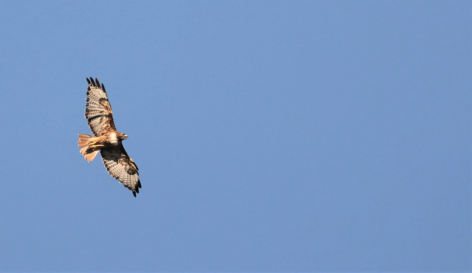 Buteo jamaicensis - RED-TAILED HAWK - FOSSIL BUTTES NATIONAL MONUMENT WYOMING (3).jpg