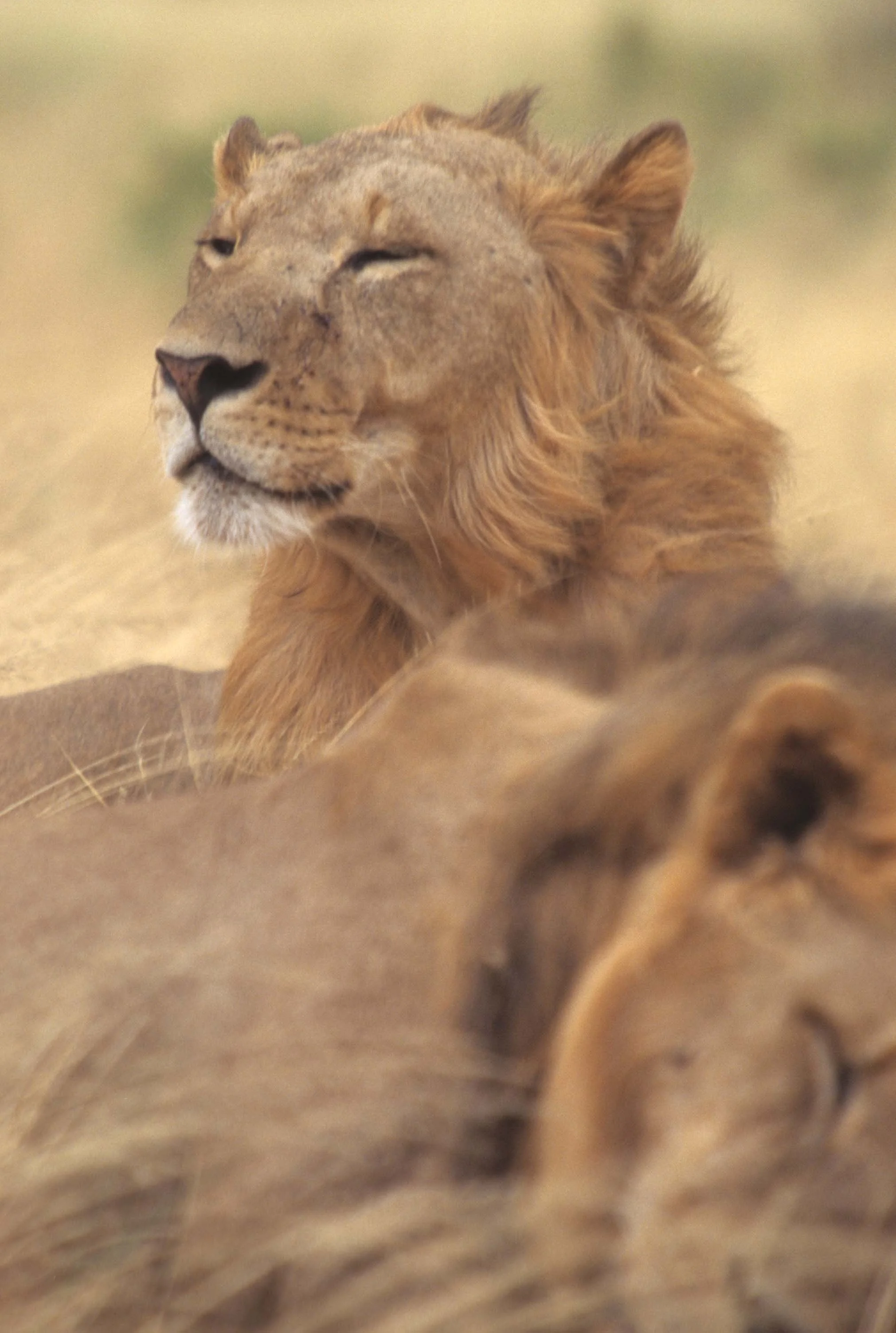 FELID - LION - SHABA.jpg